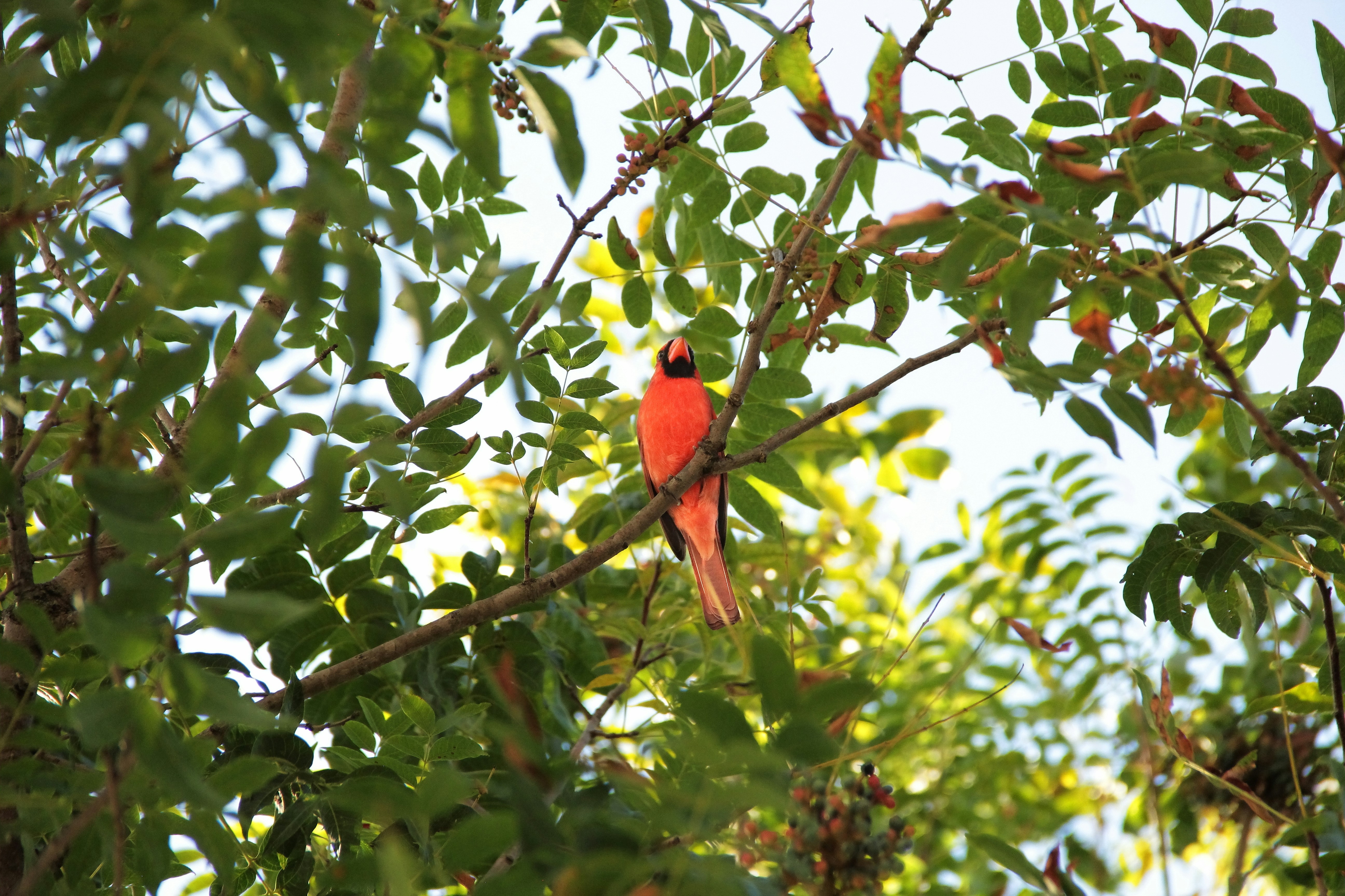 Un cardinal rouge vif perché sur une branche d’arbre.
