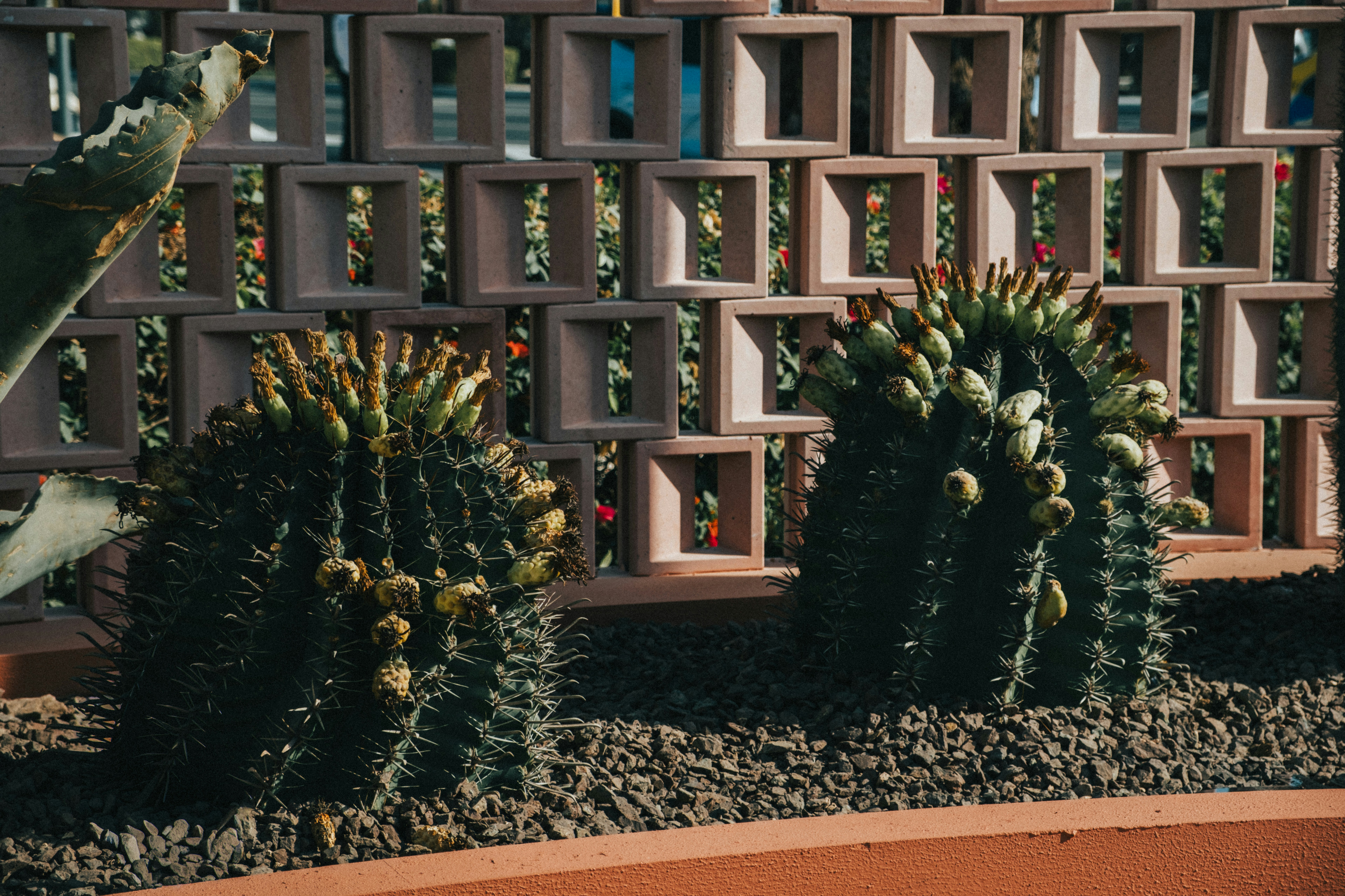 Two round cacti in front of a decorative screen