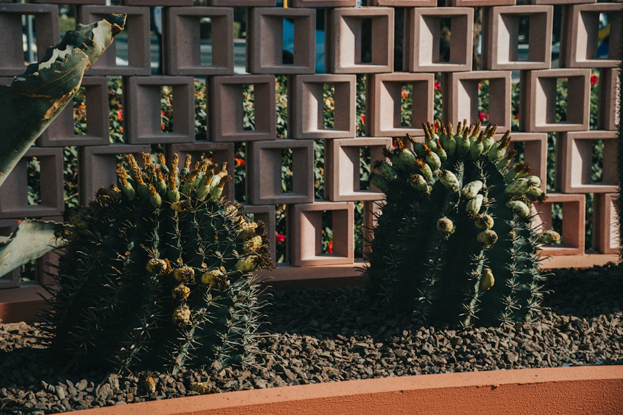 Potted succulents beside a garden screen