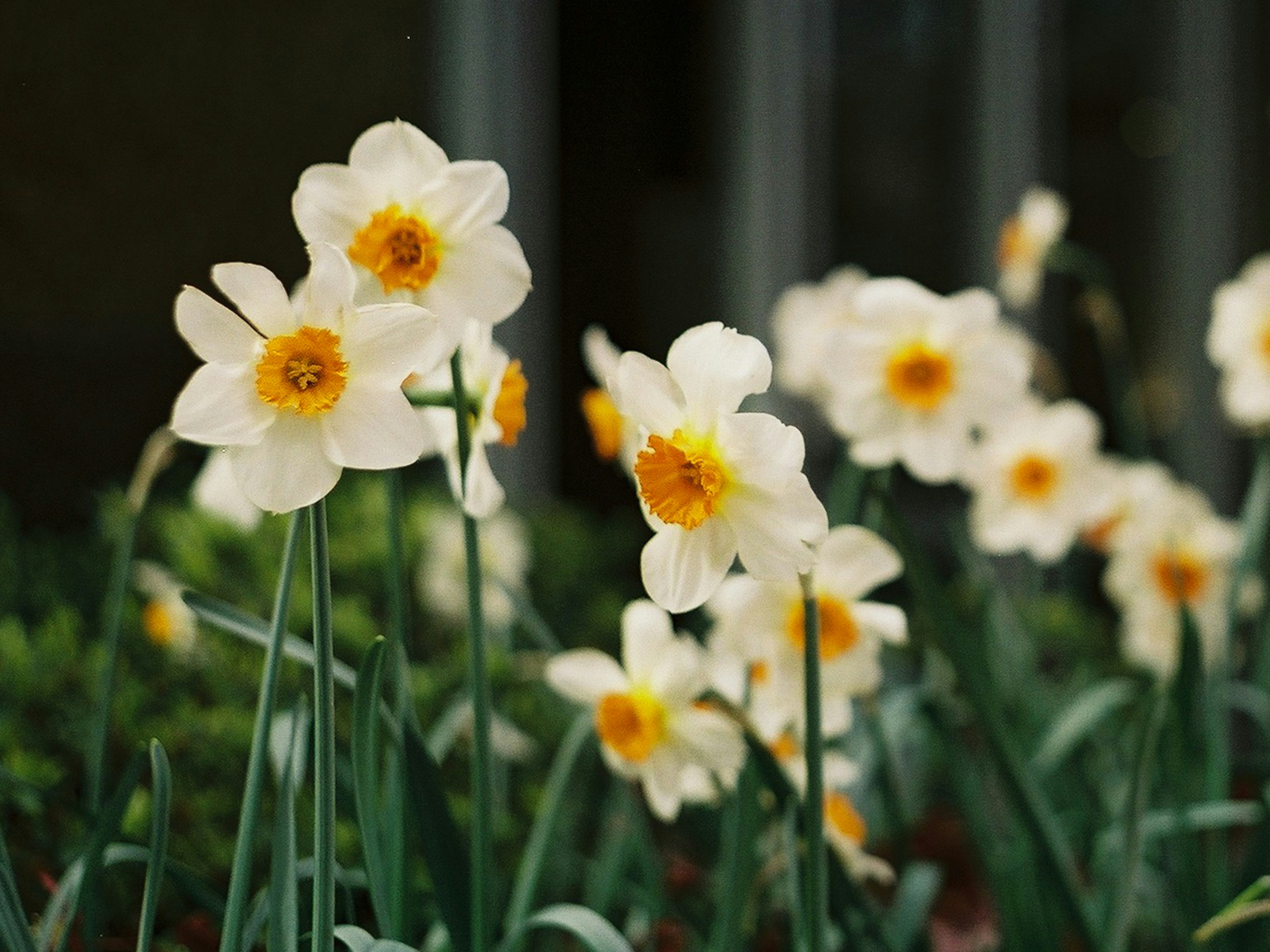 Narcisos brancos florescem com centros amarelos sob a luz do sol.