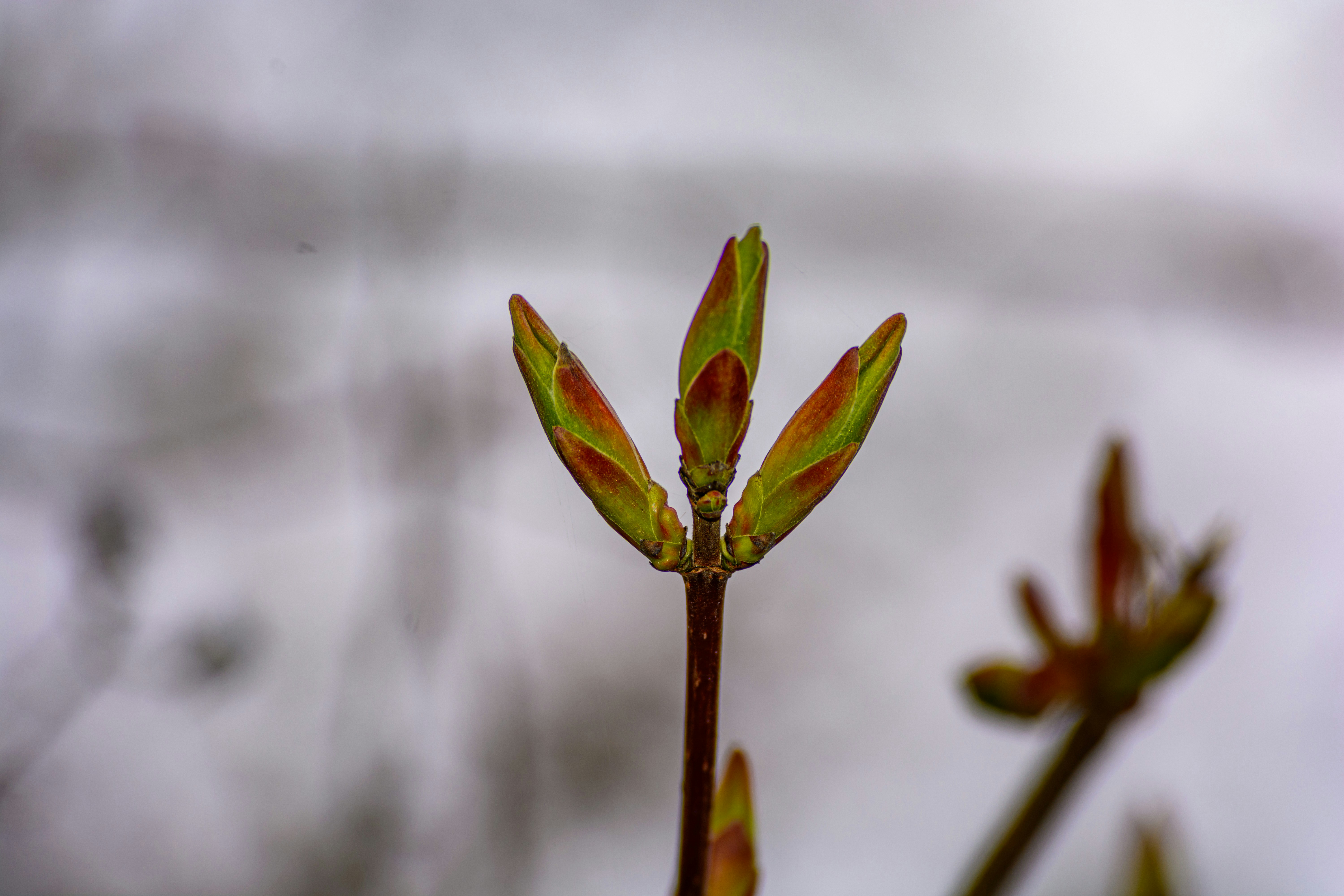 新しい芽が木の枝に咲く様子