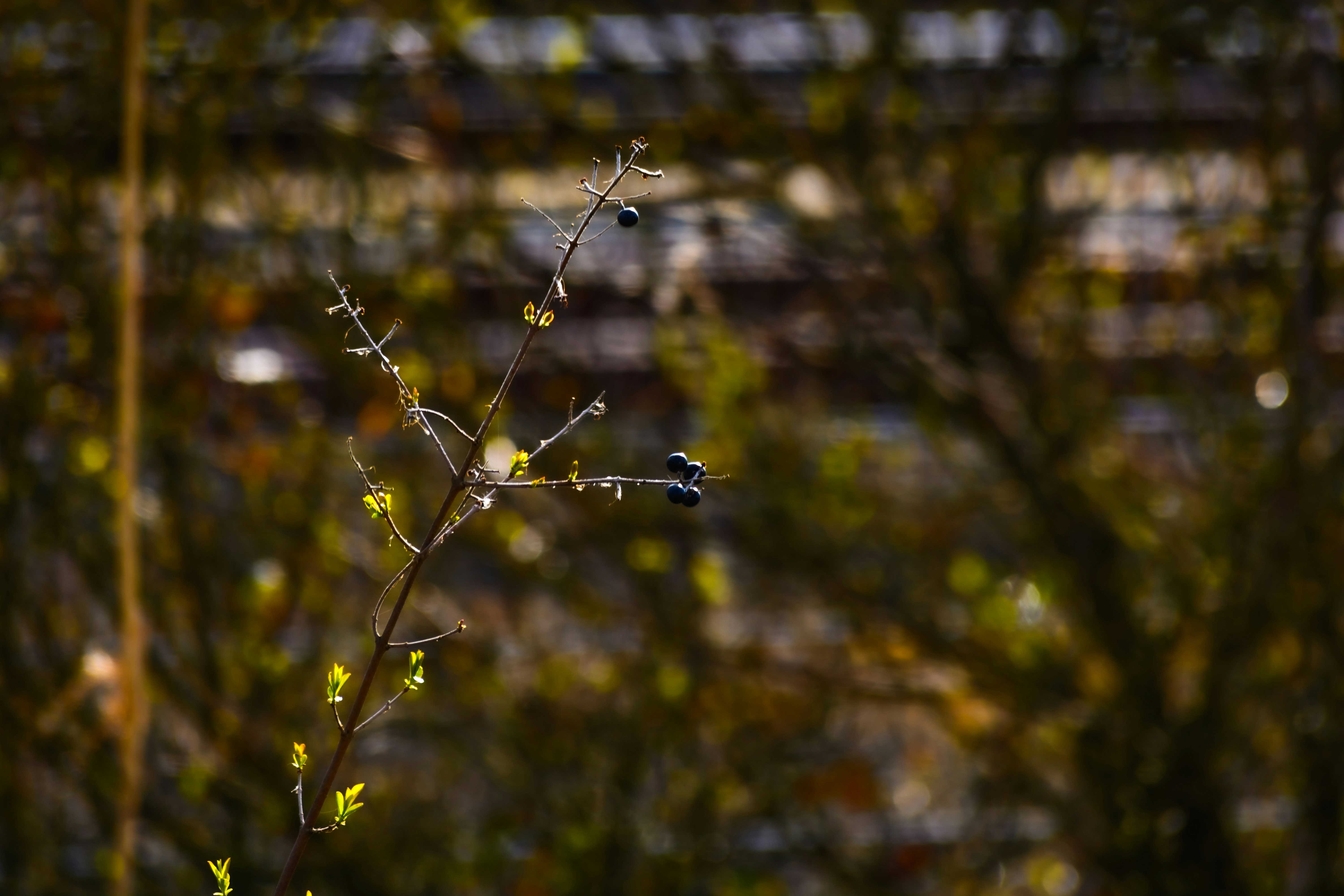 Photo by skstrannik