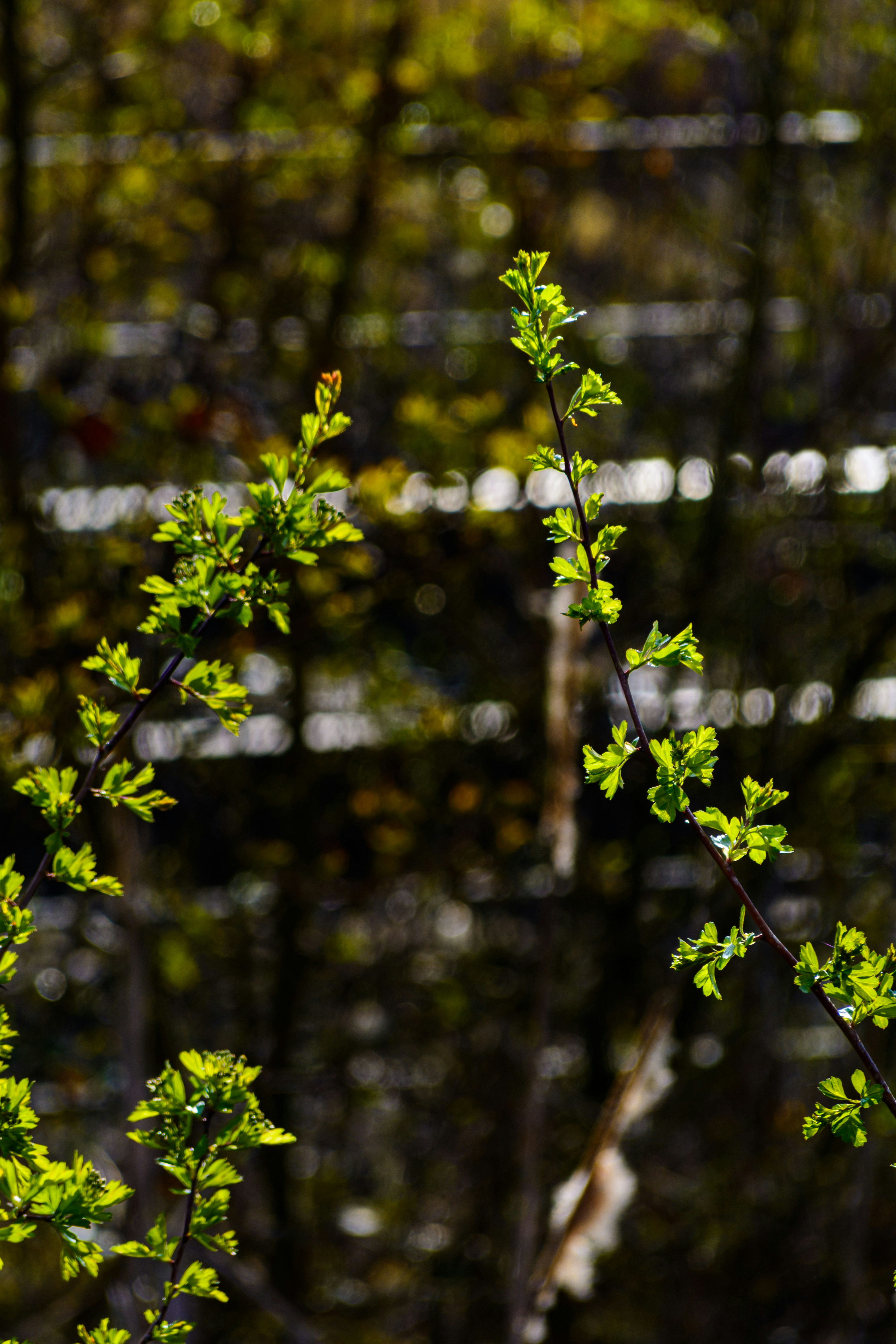 Photo by skstrannik