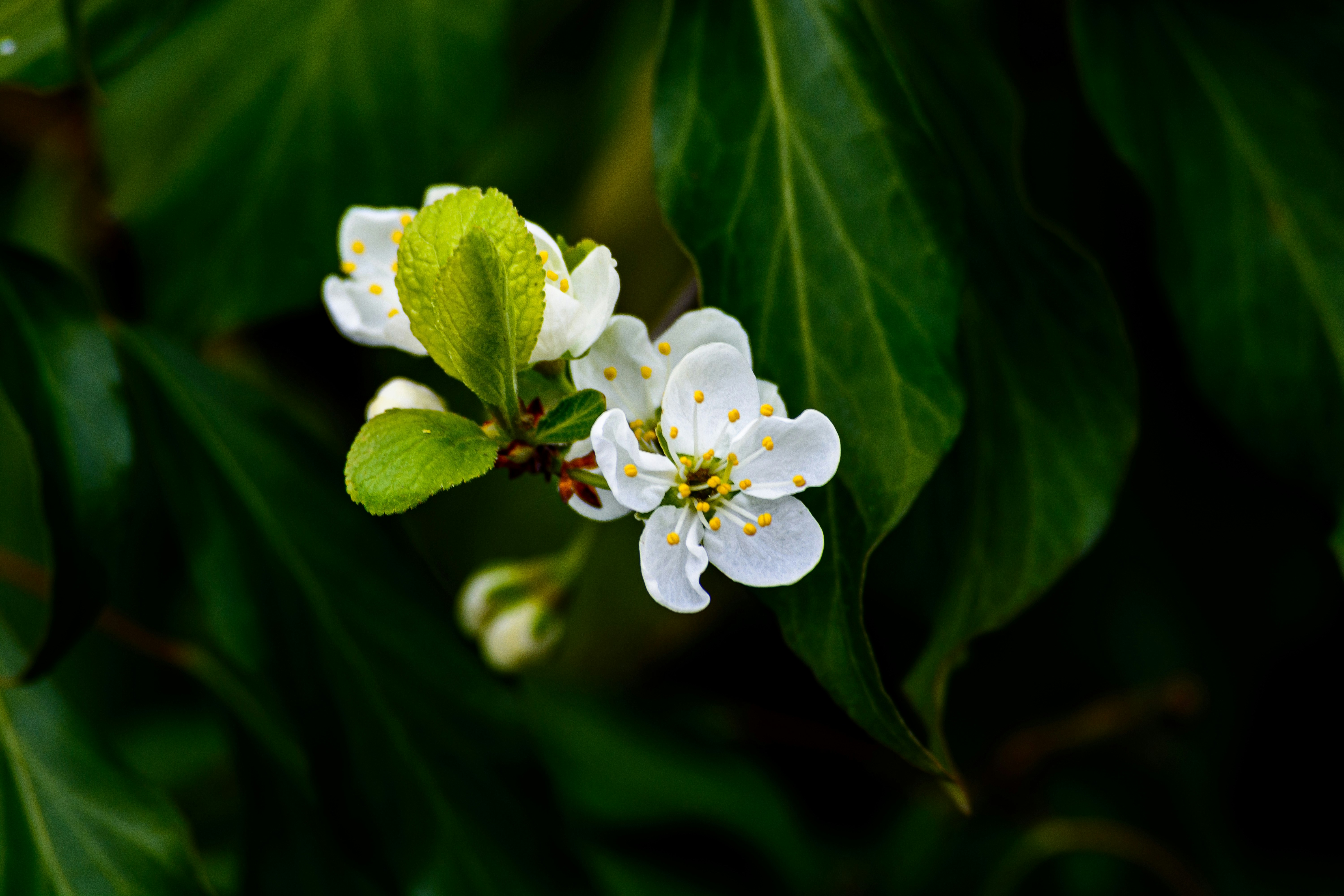濃い緑色の葉の背景に繊細な白い花が咲いています