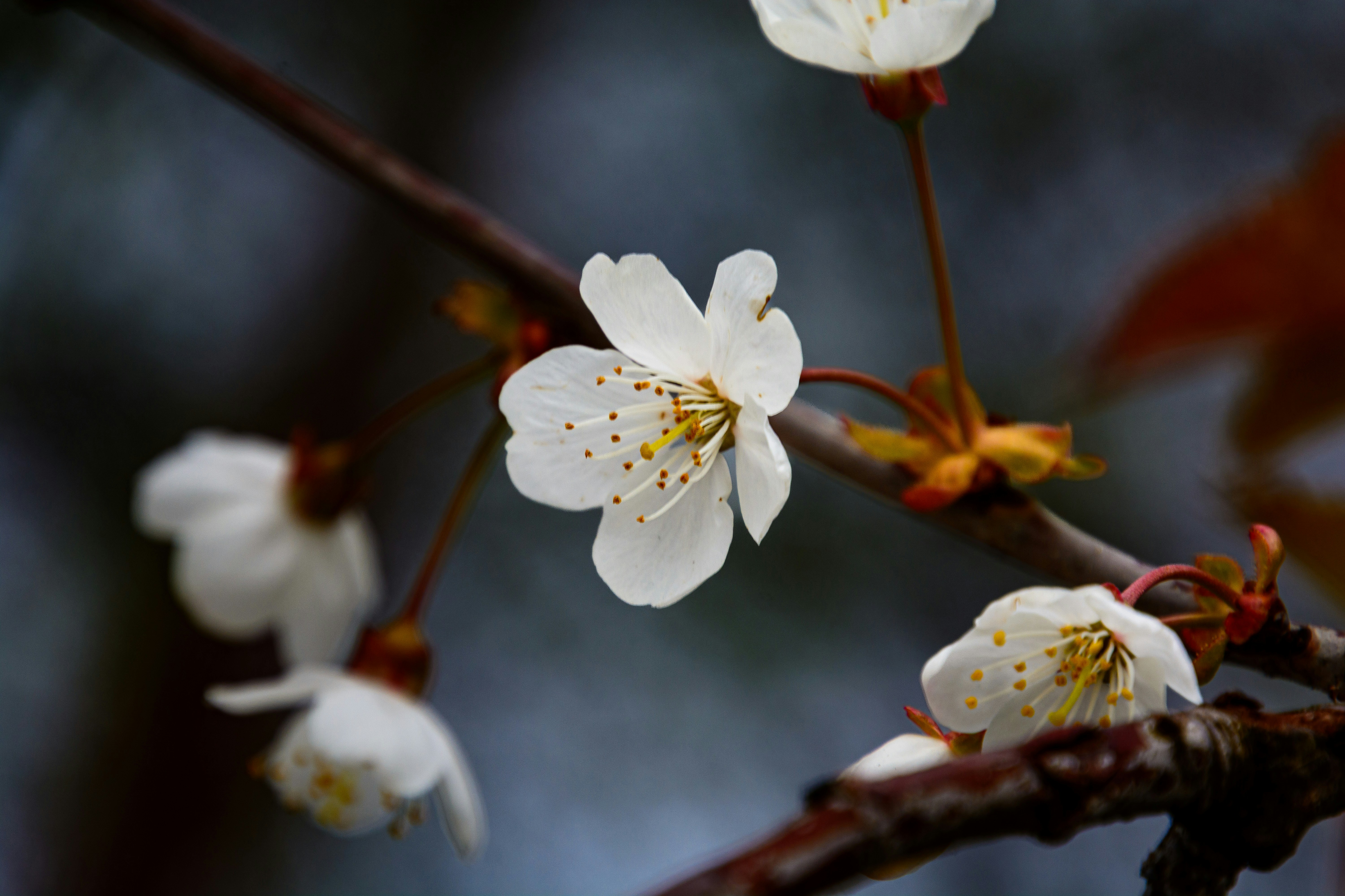 木の枝に咲く繊細な白い桜。