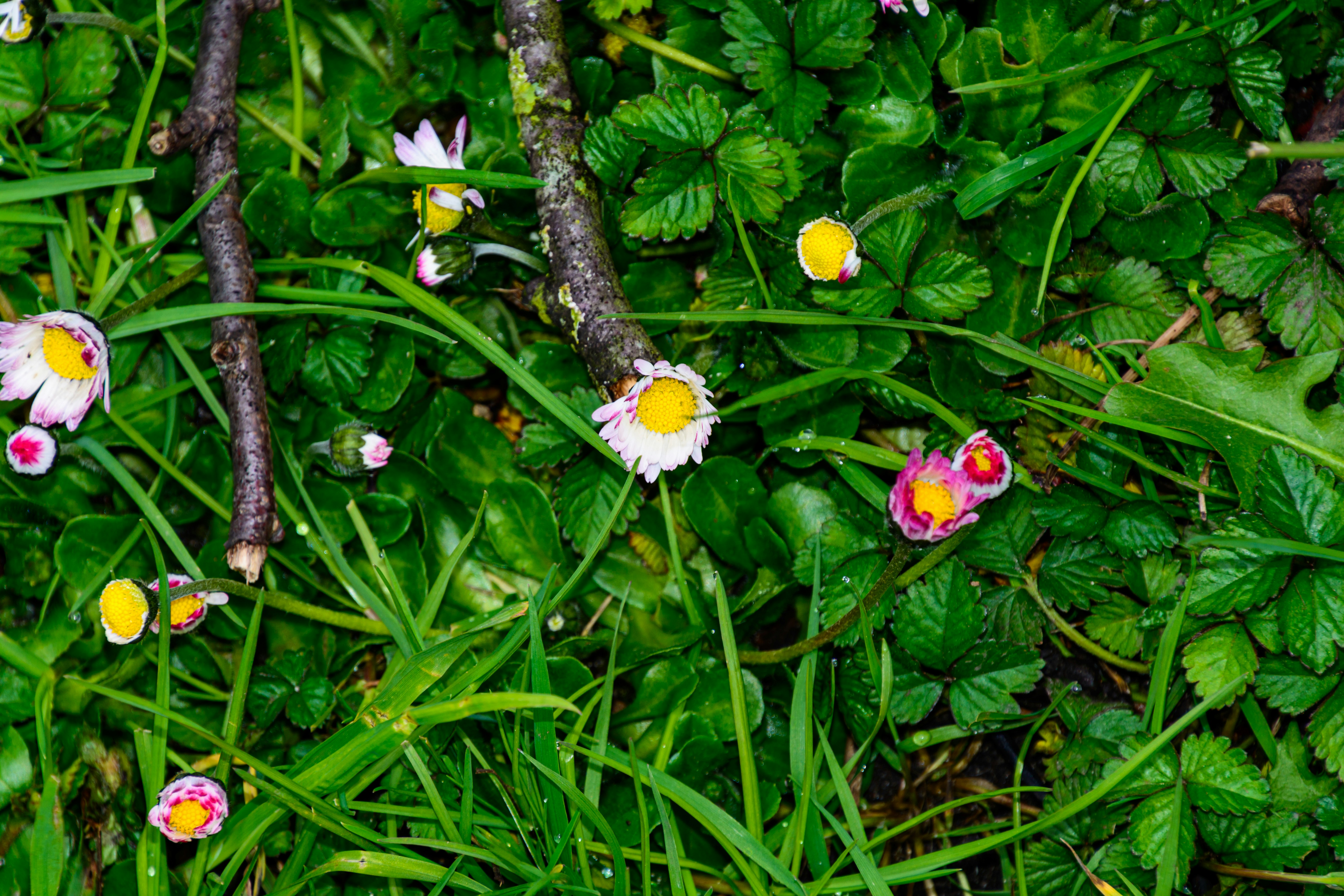 デイジーや草、枝が落ちている。