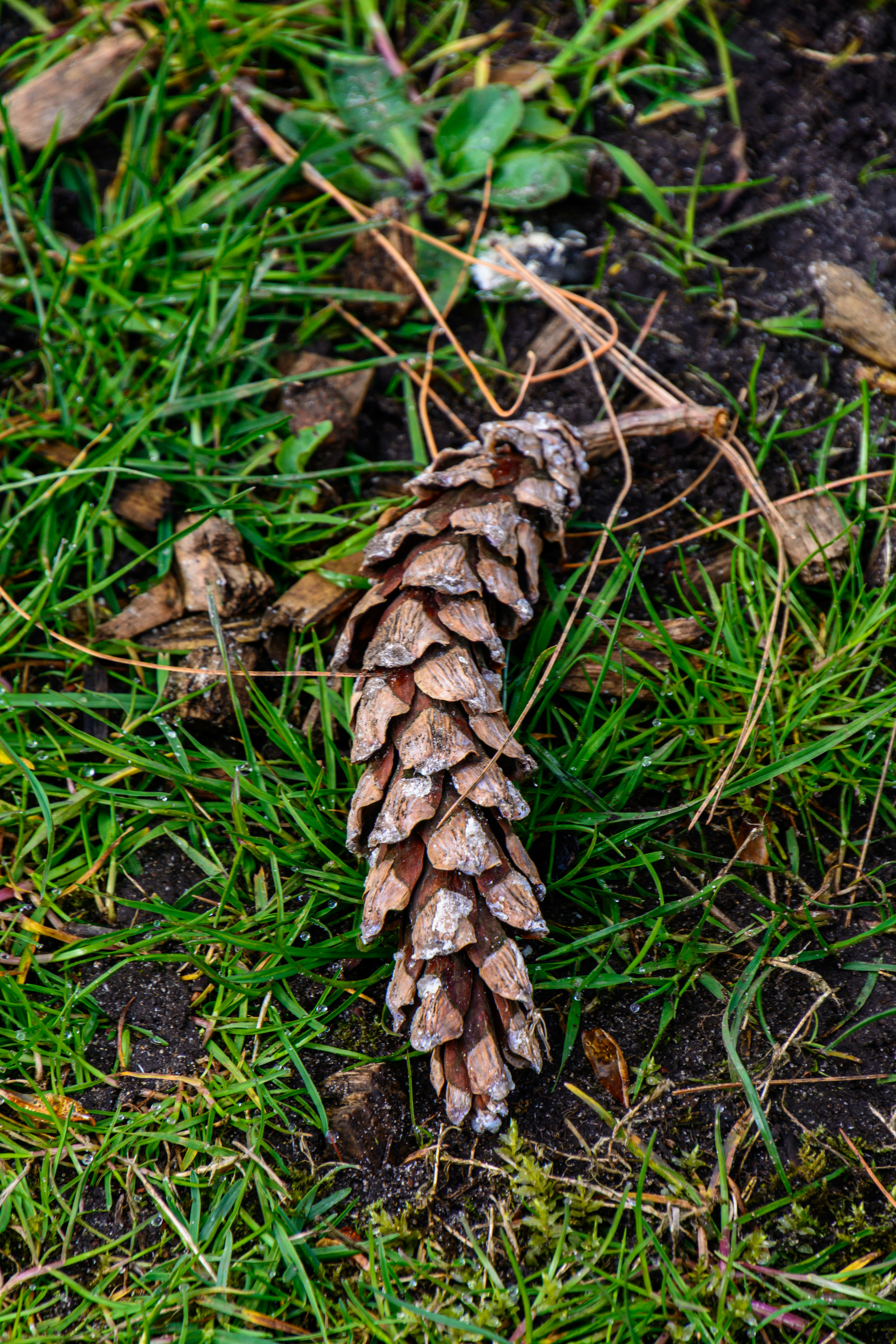一本の松ぼっくりが緑の草の上に休んでいます。