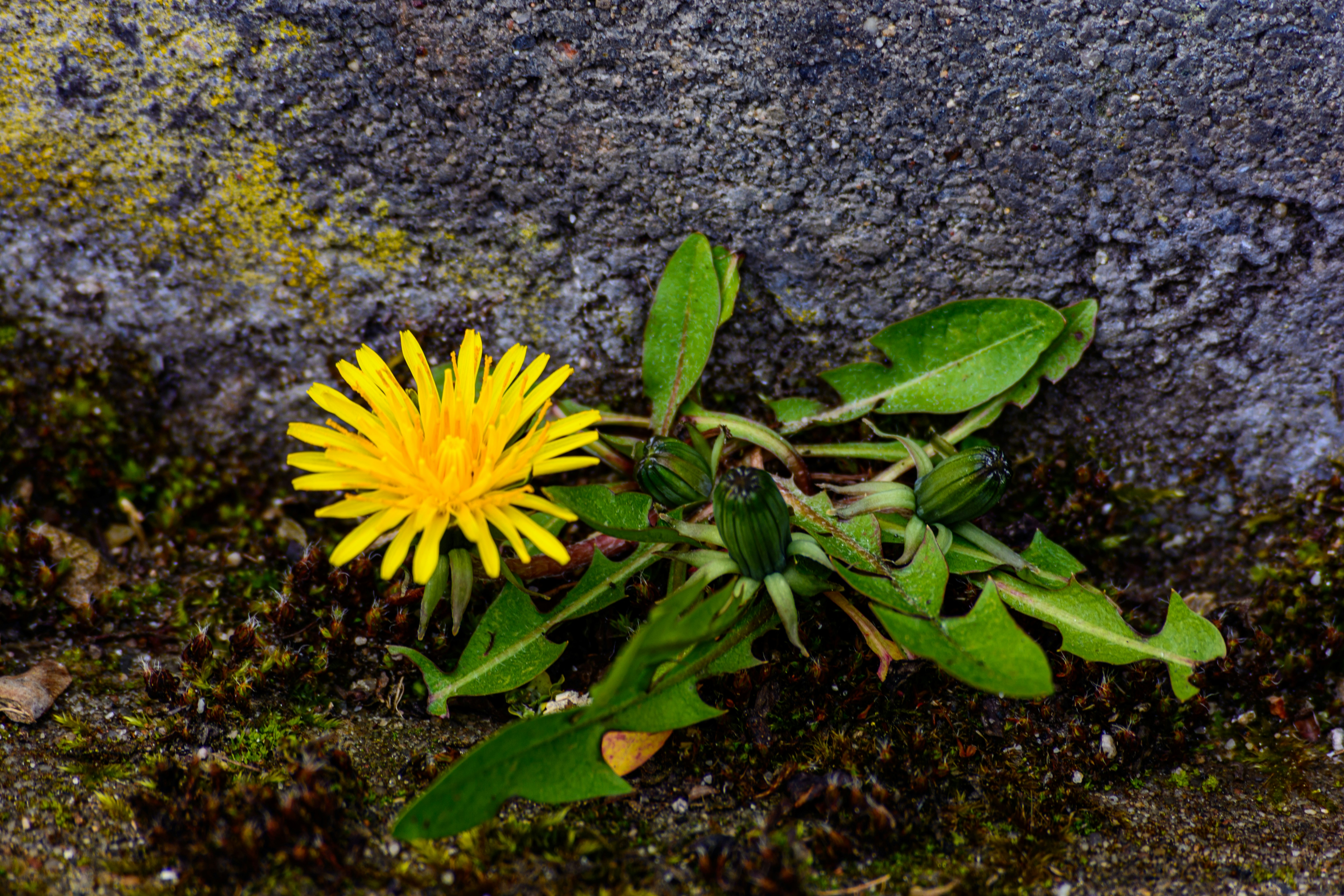 Einar Hedegart gör comeback – skidskyttens stora vändning!