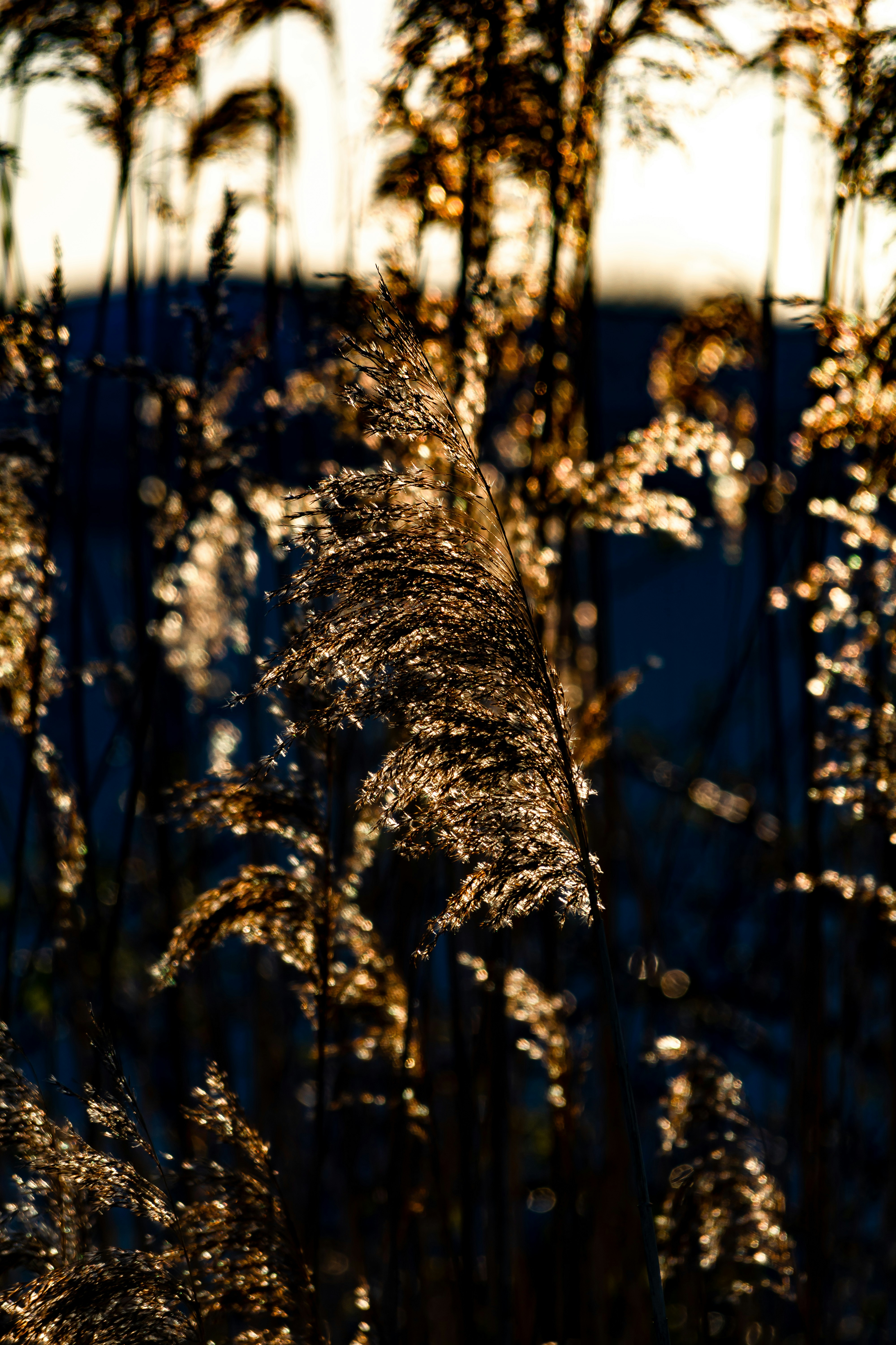 暖かな夕焼けの光に照らされた黄金の葦