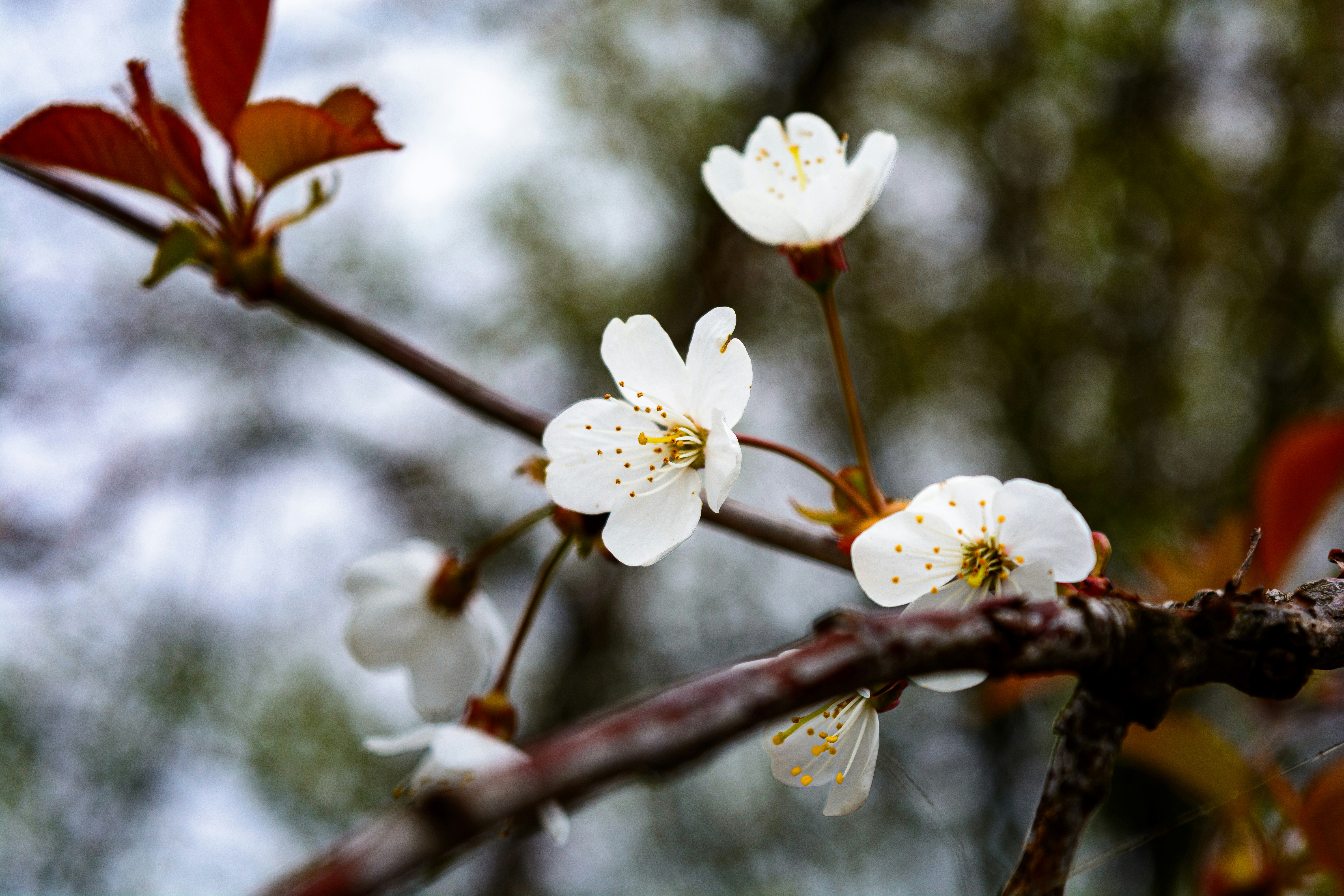木の枝に咲く繊細な白い桜。
