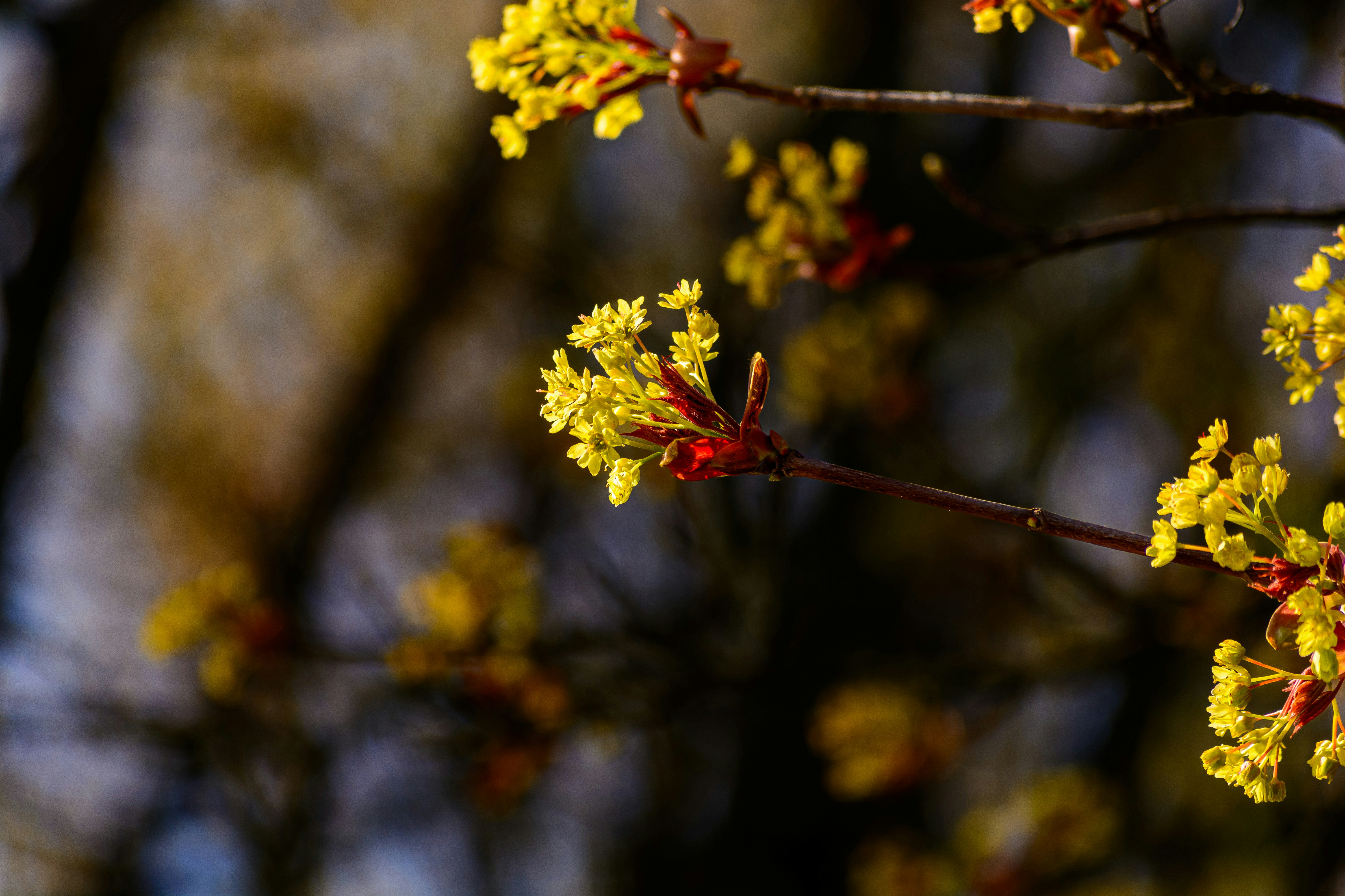 春には木の枝に黄色い花が咲きます。