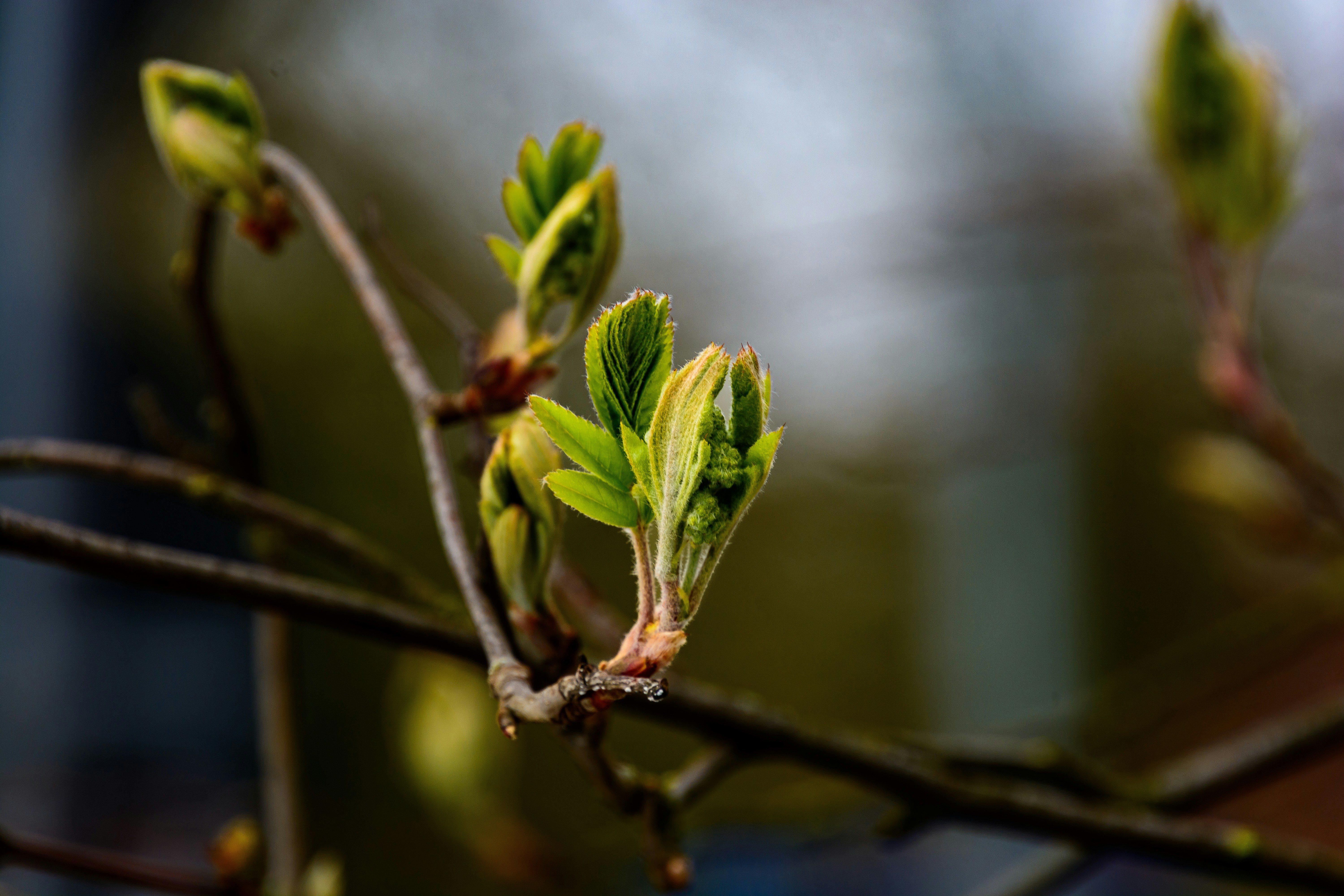 枝に広がる新しい春の葉