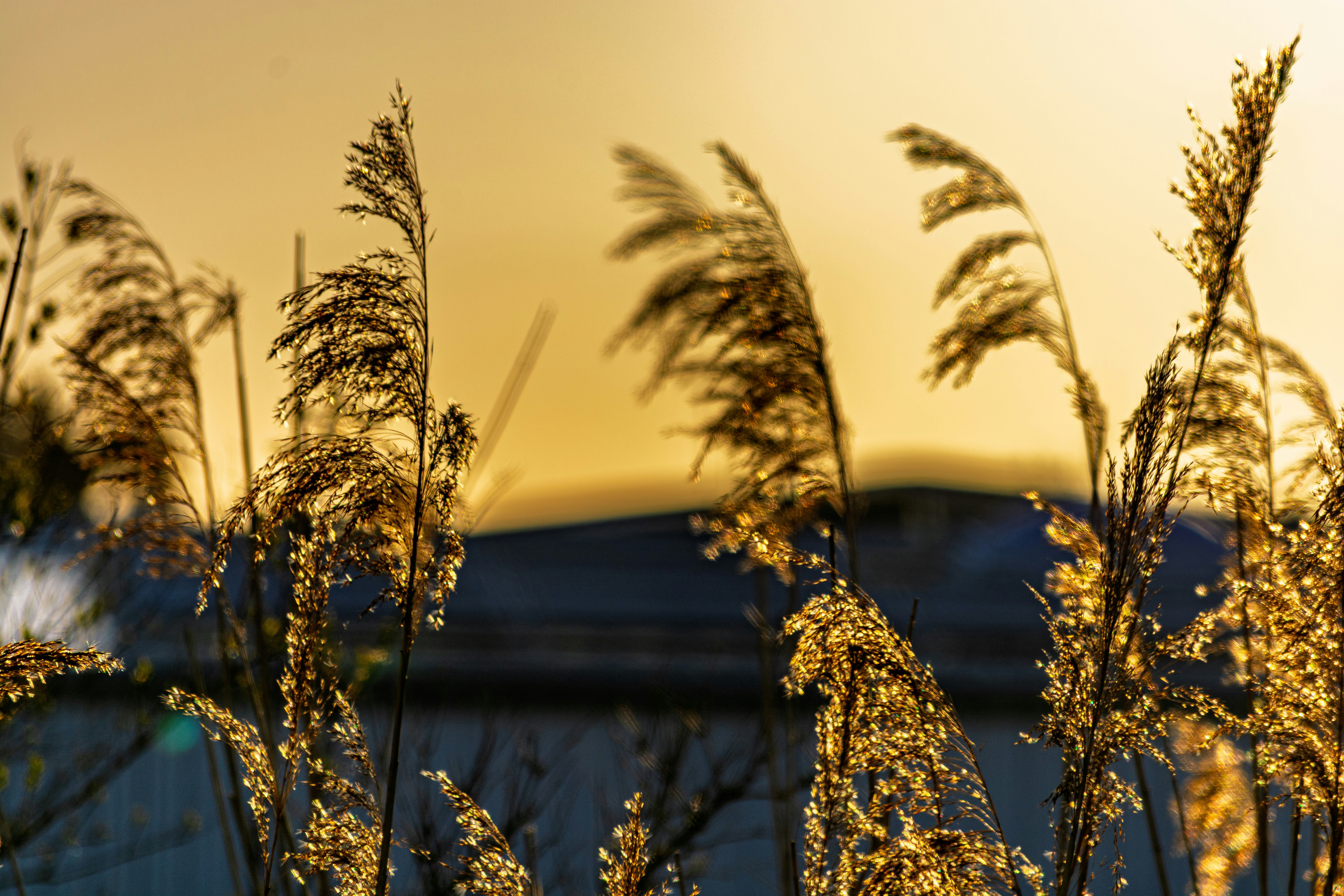 黄金の葦が霞んだ夕焼けの空に優しく揺れている。