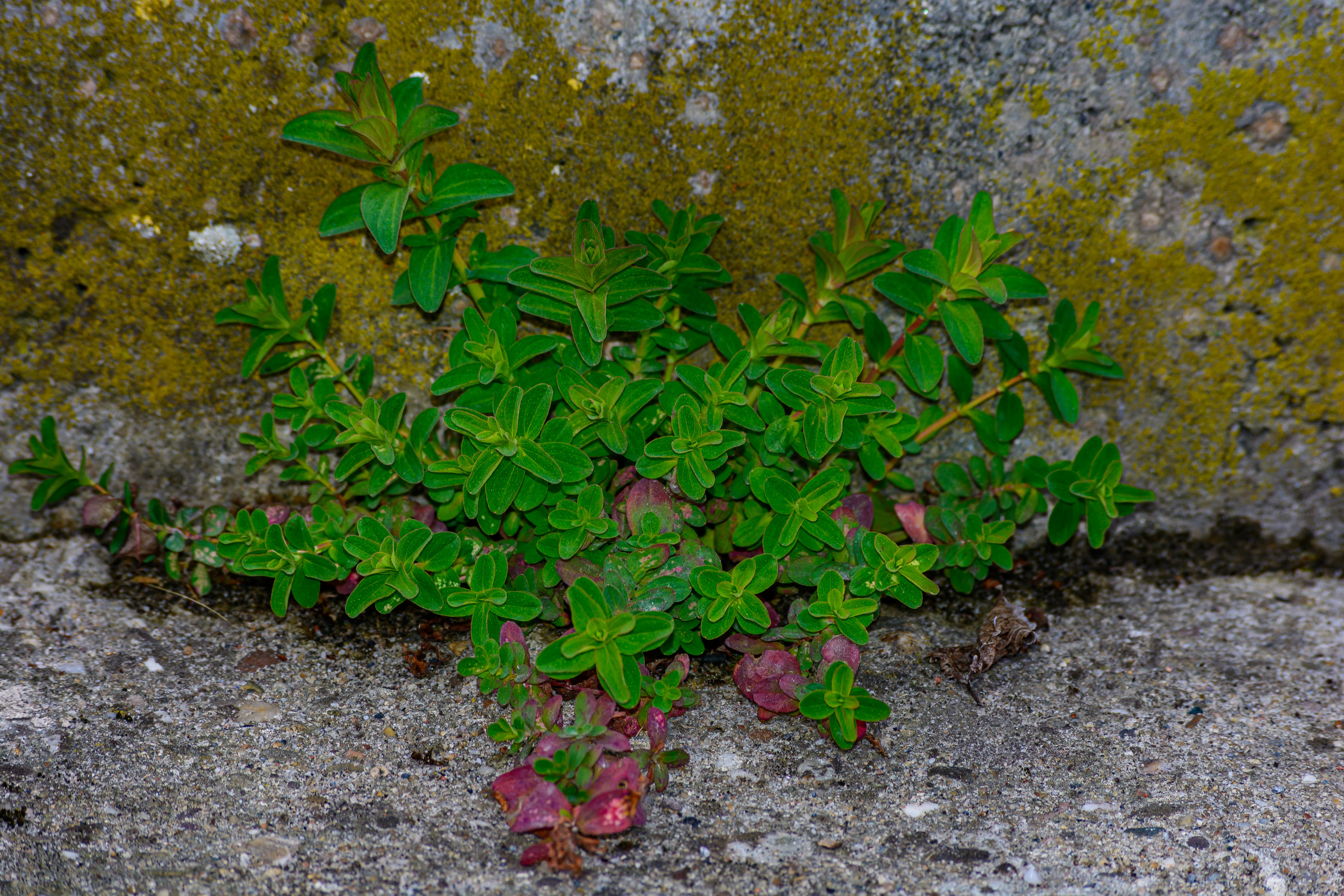 コンクリート壁のひび割れから生える緑の植物
