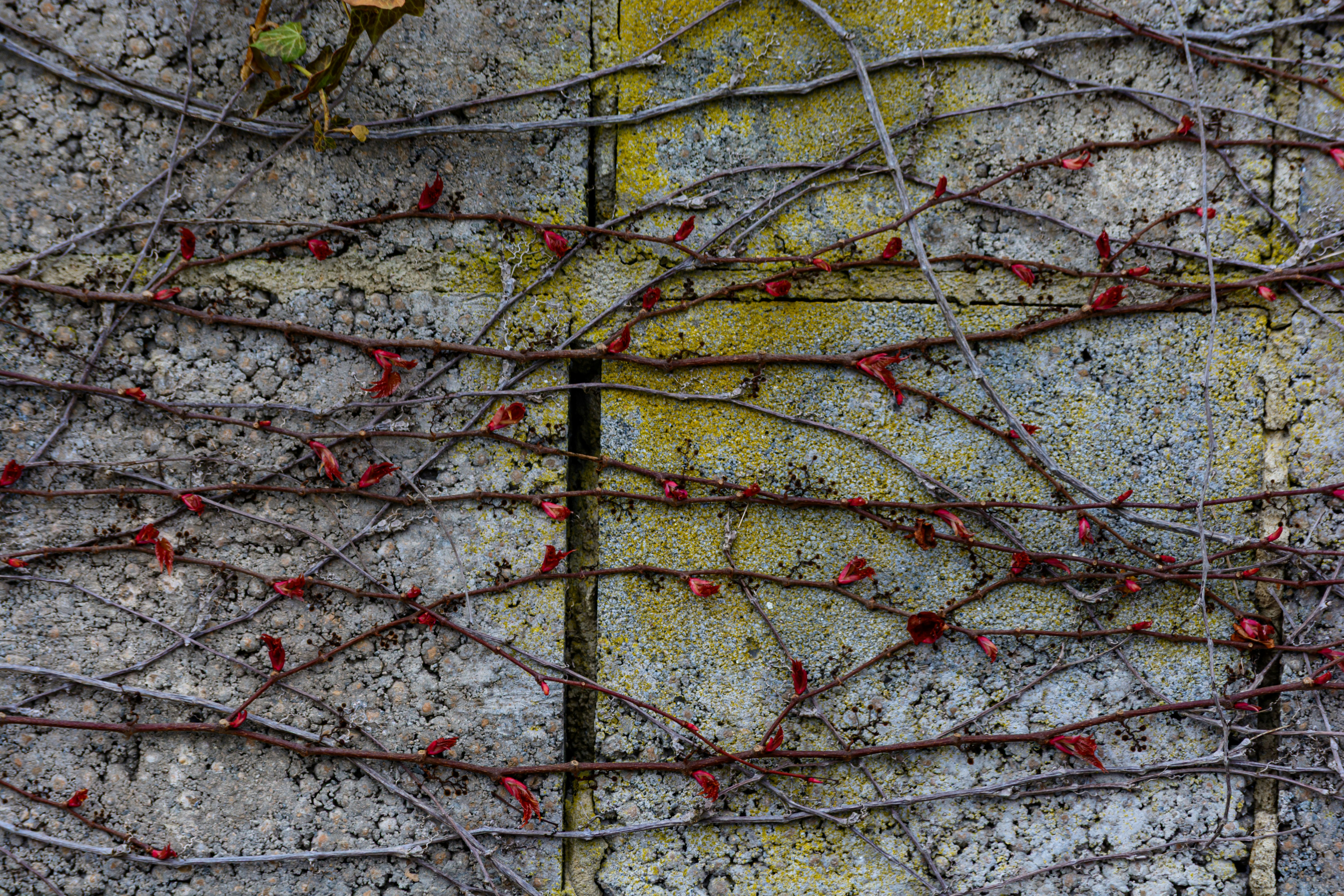 コンクリートの壁に小さな赤い葉がついたツタ