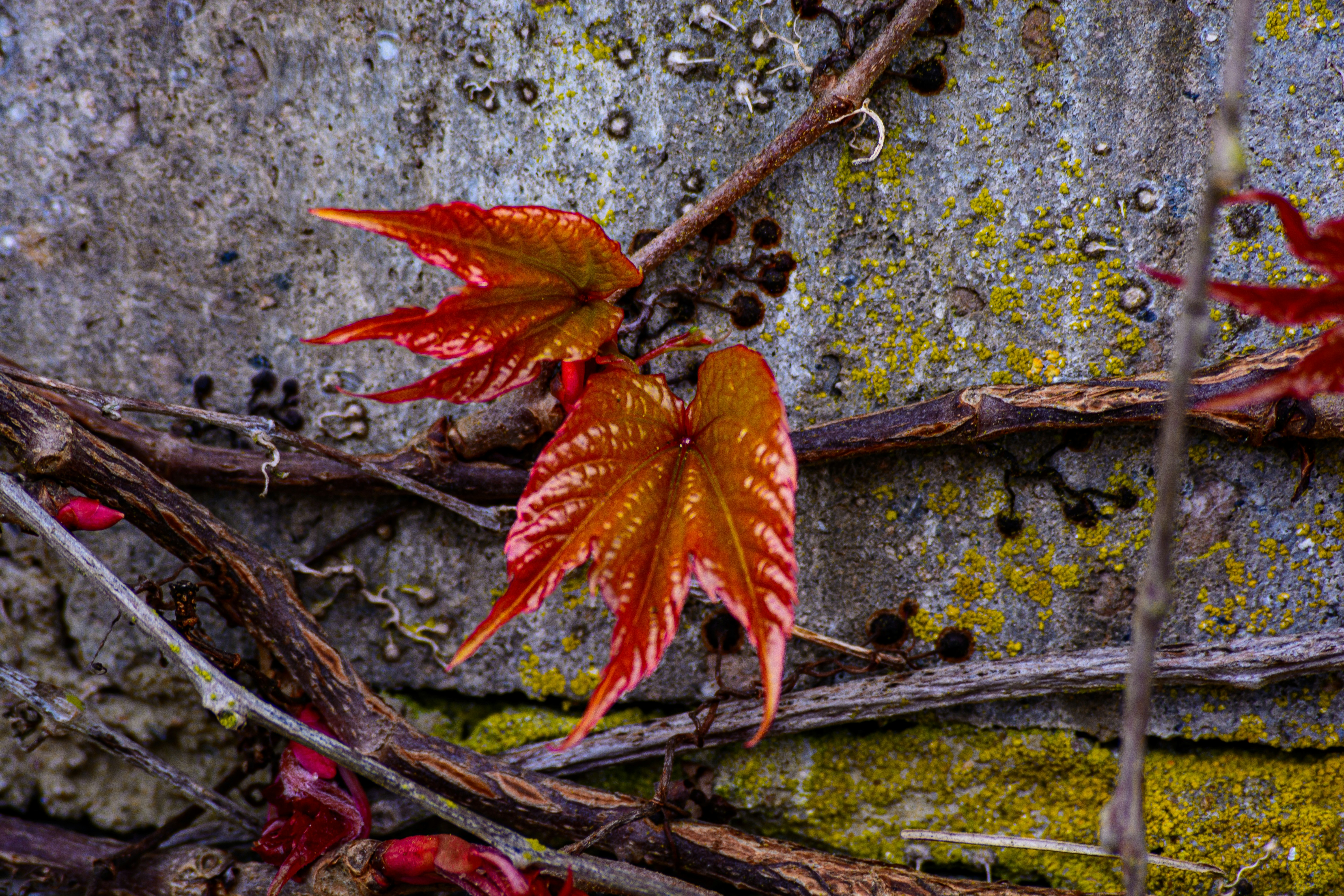 石壁に寄りかかる蔦の若い赤い葉
