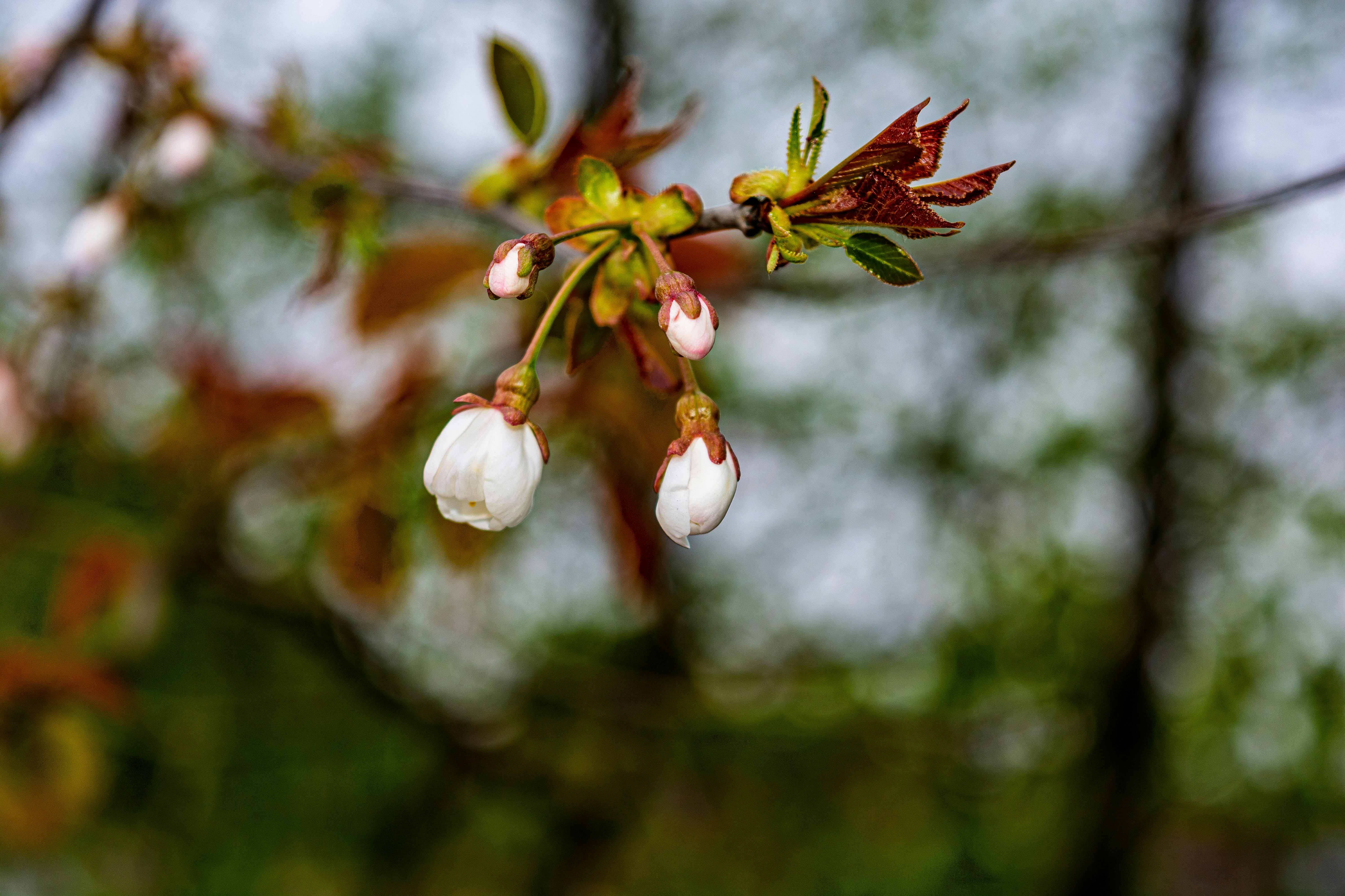 繊細な白い桜が枝に咲き始めている