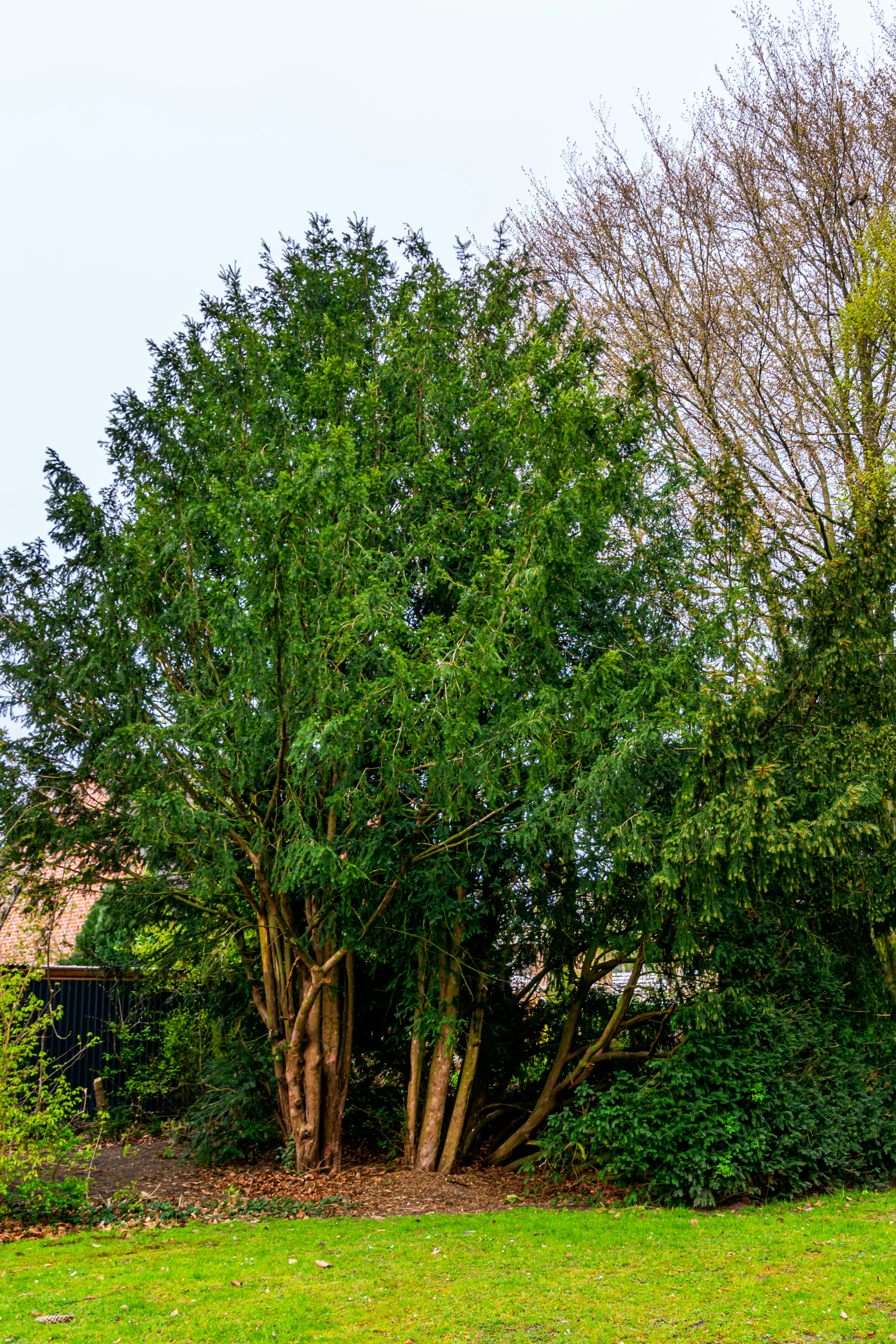 大きな常緑樹が草地の庭に立っています。