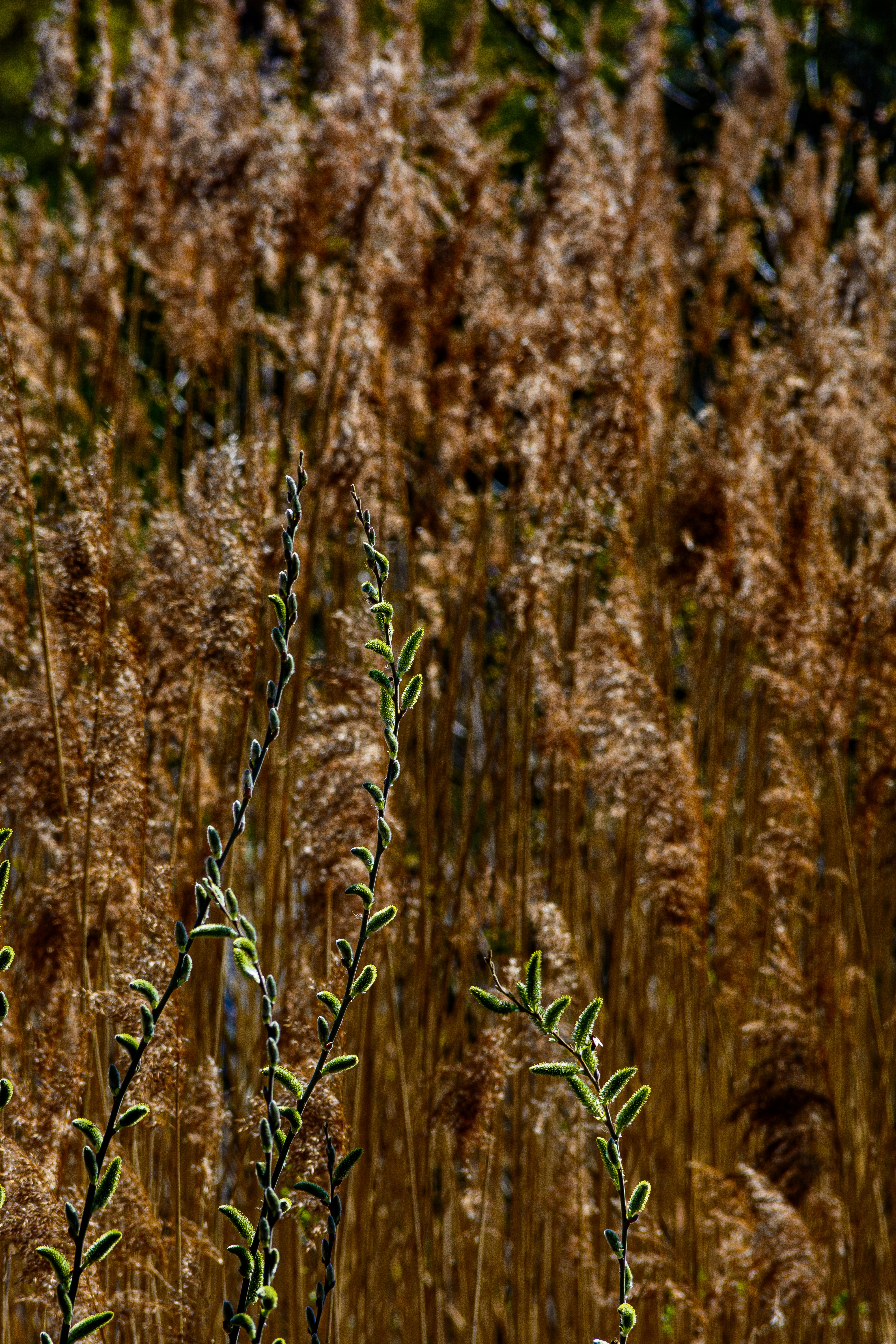 背の高い乾いた草と日差しに輝く緑の芽
