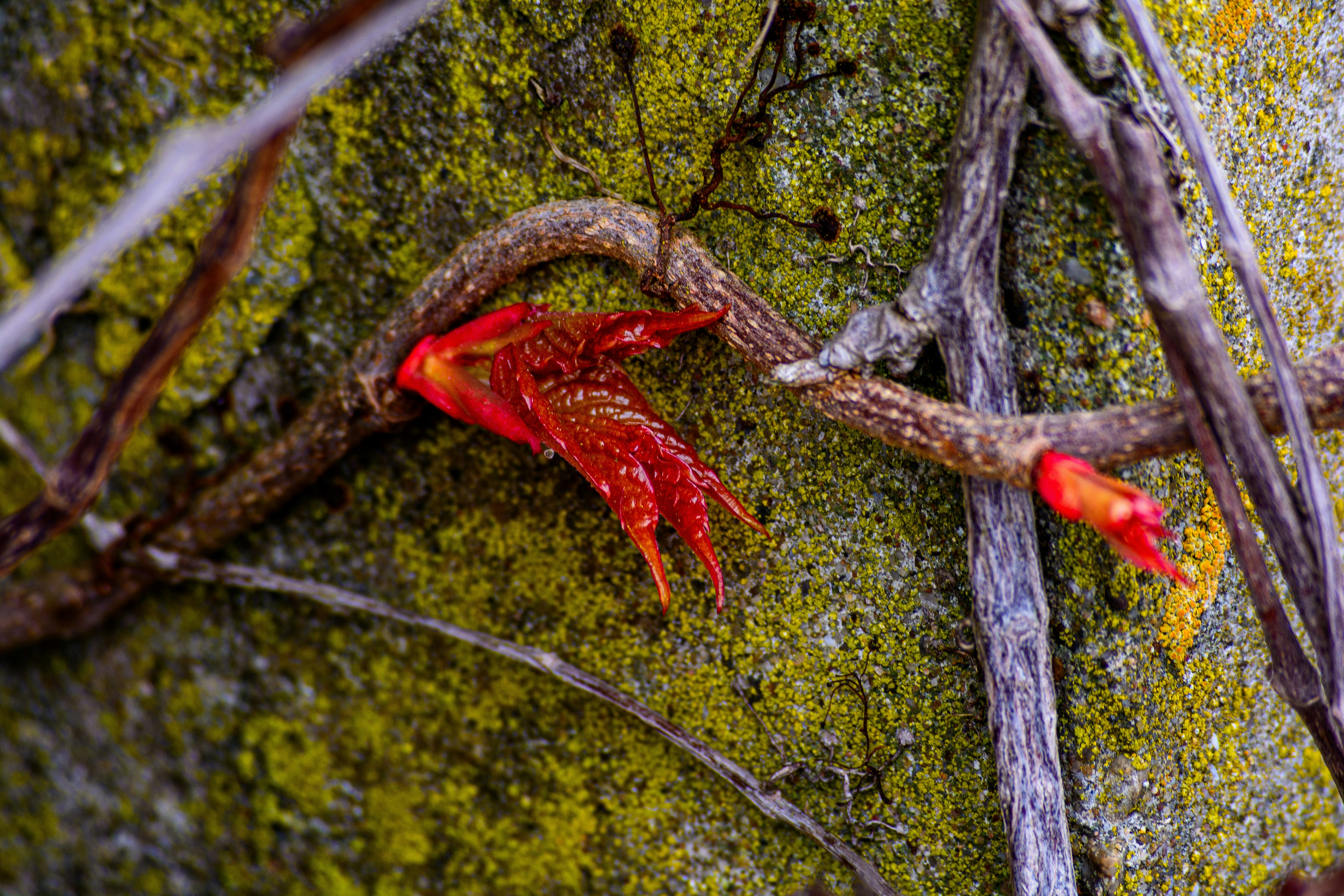 苔むした木の幹から赤いツルの芽が伸びています。