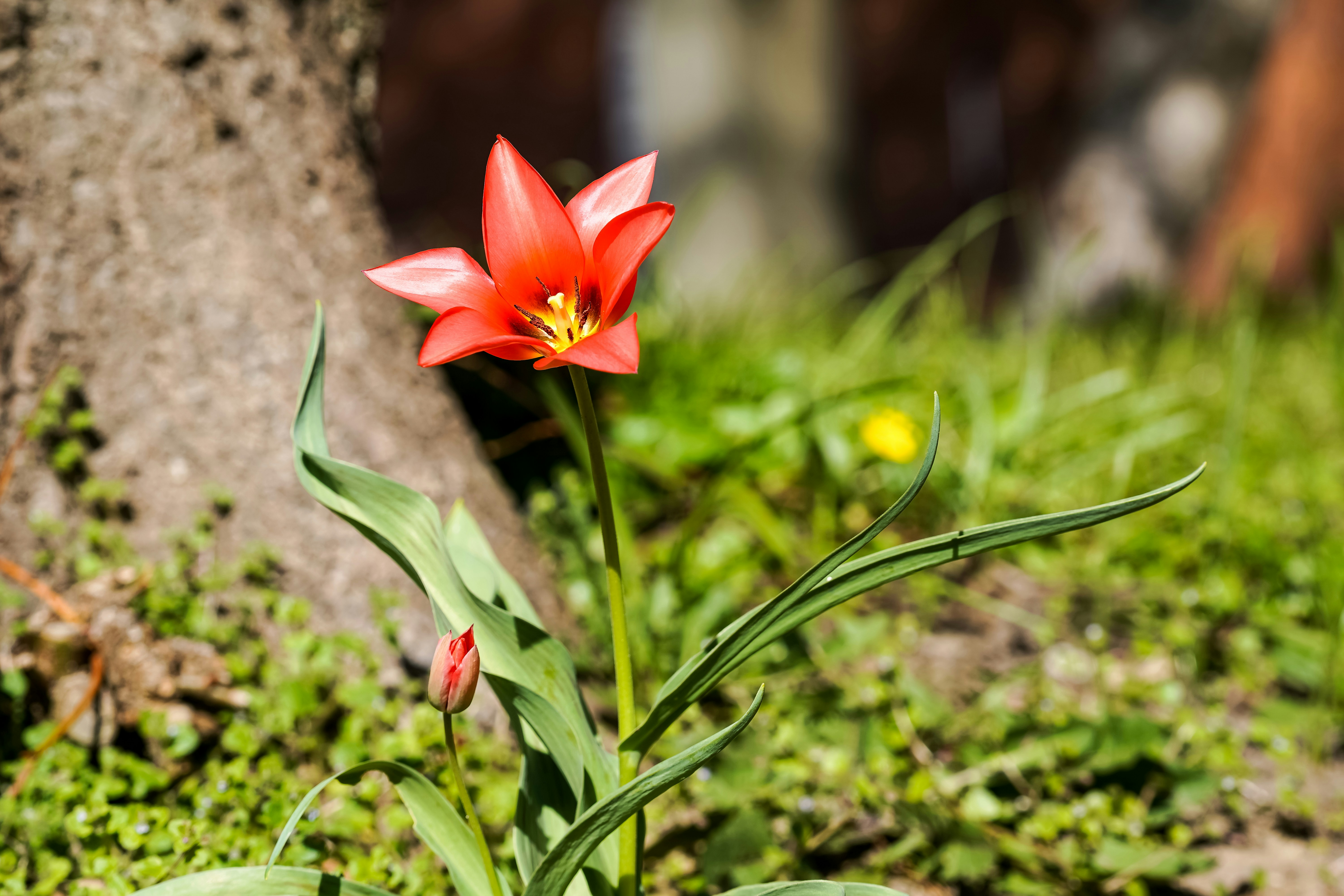 Seekor tulip merah tunggal mekar di dekat batang pohon.