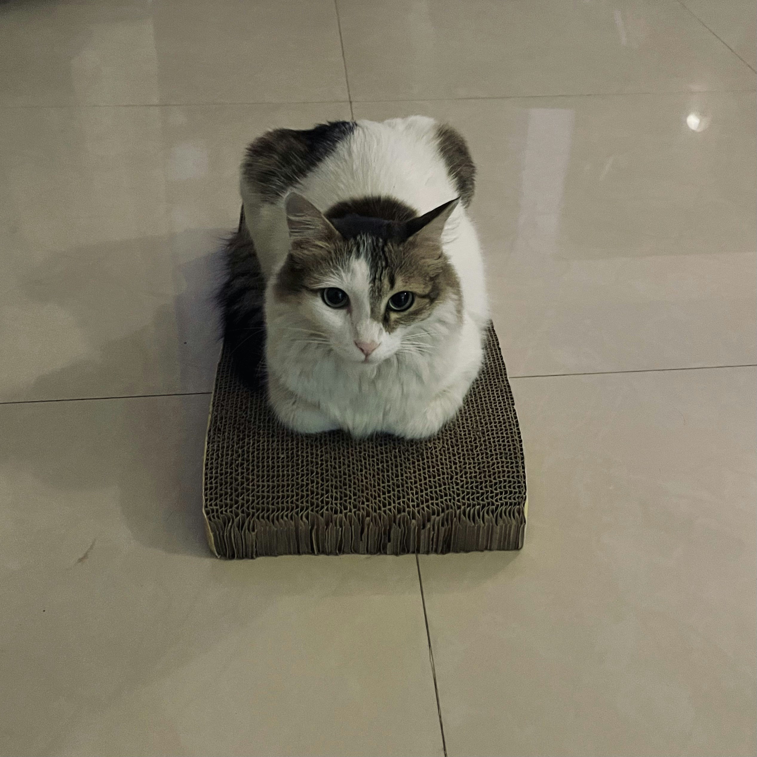 Photo by Vishwasa Navada K