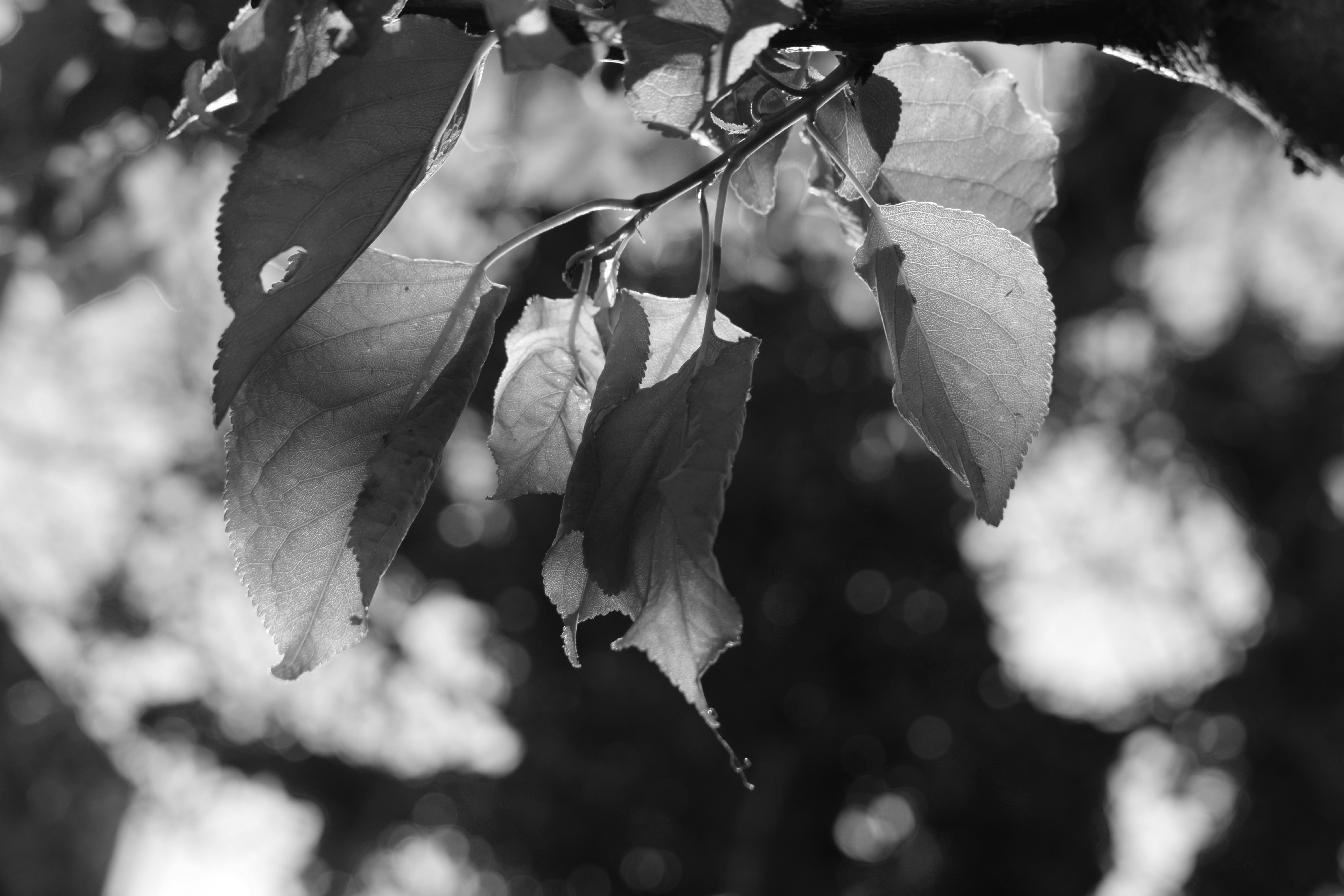 Photo by simplicity