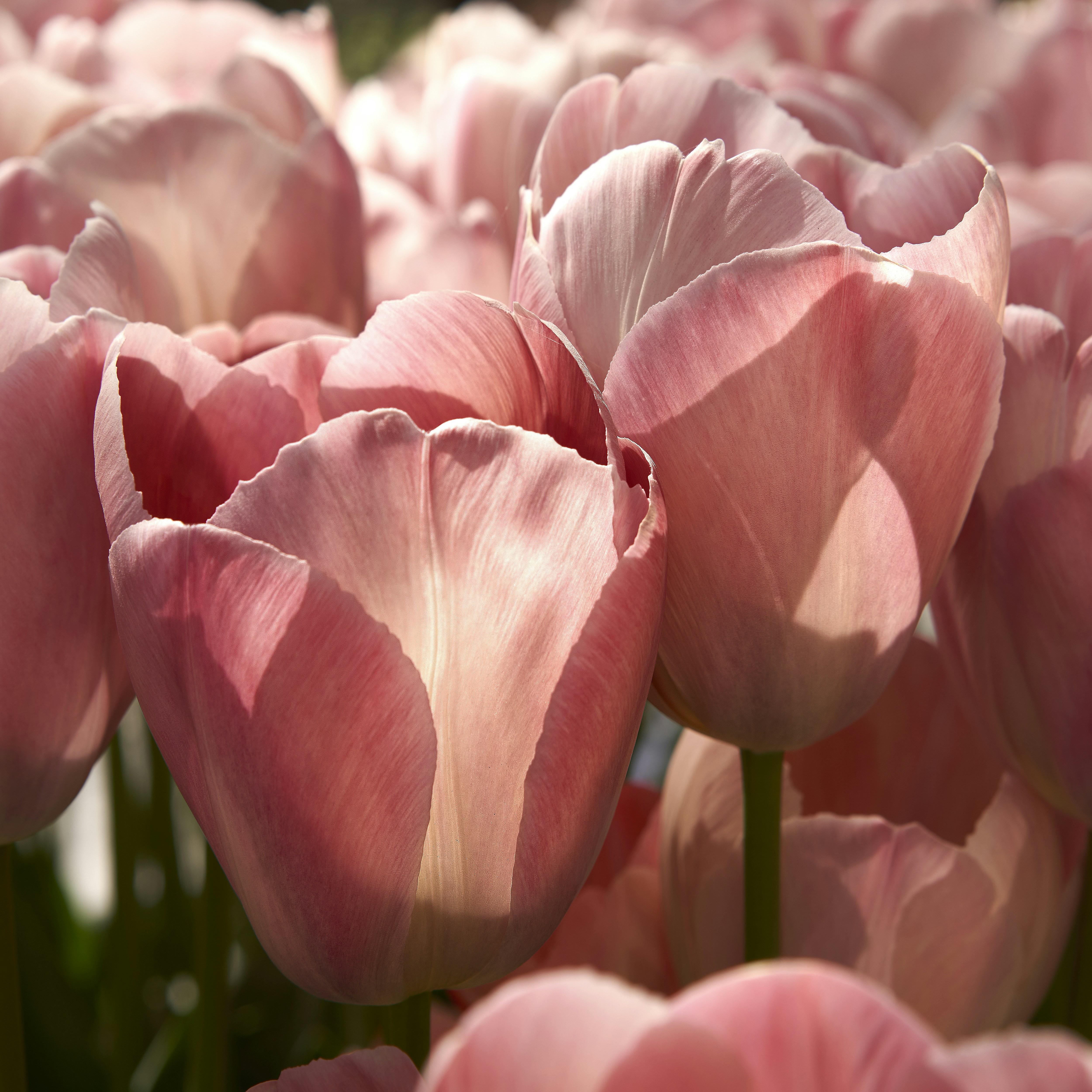 Ein Feld zarter rosa Tulpen in Blüte.
