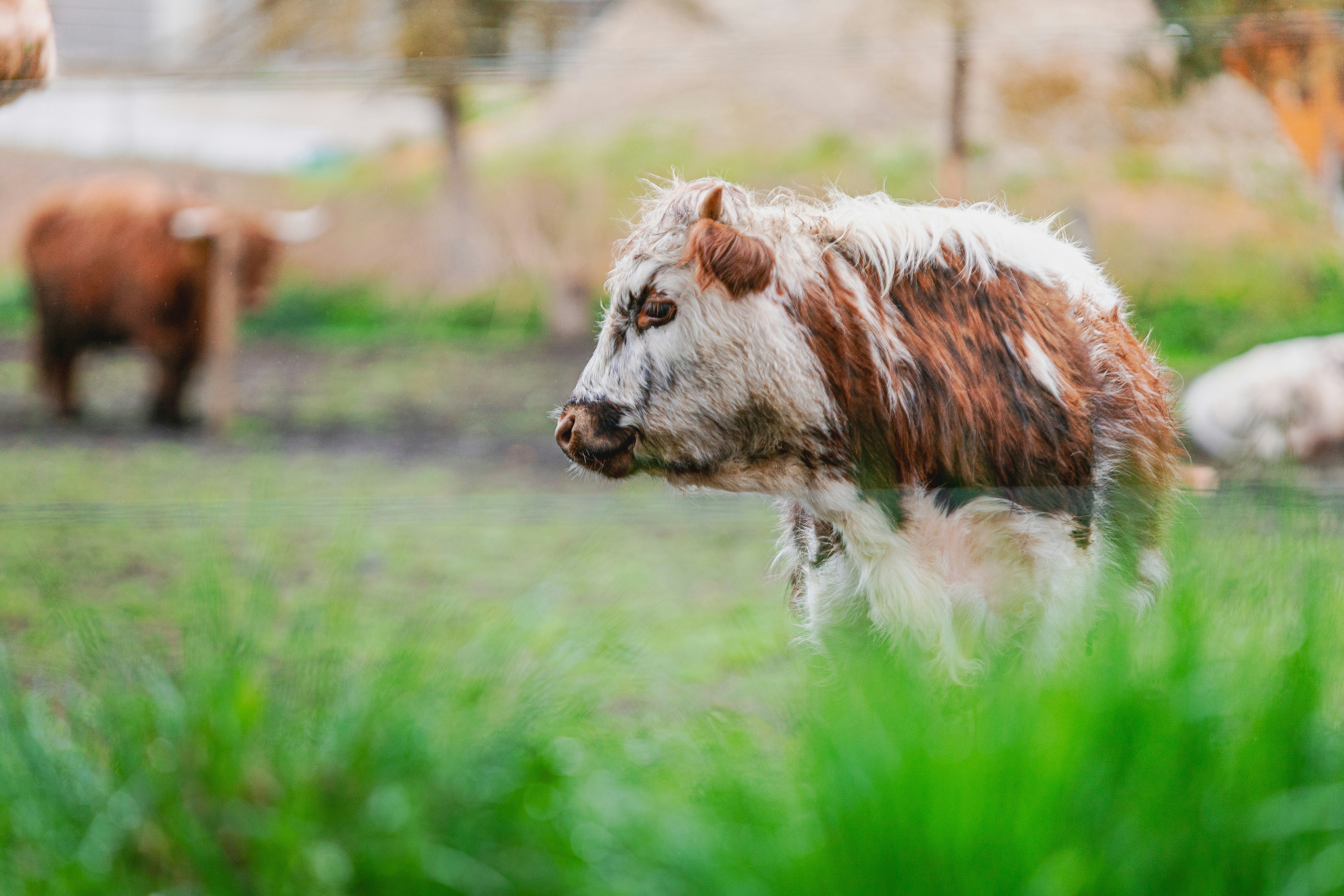 highland cattle breeding