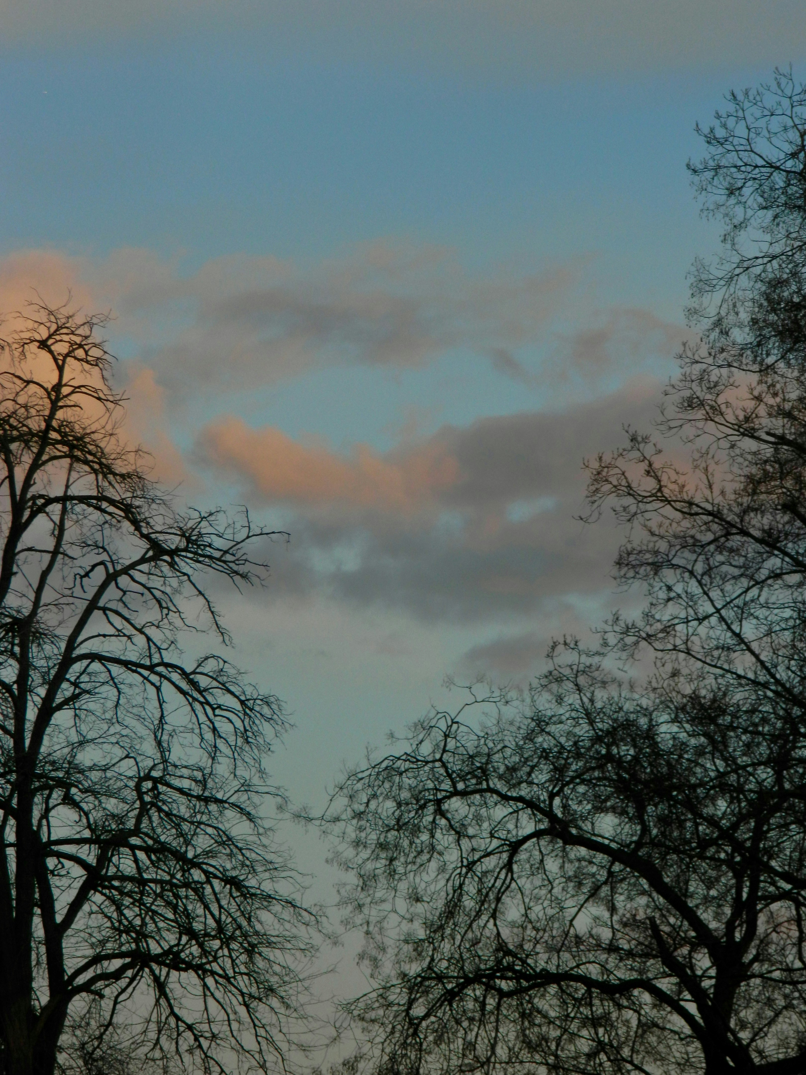 Alberi nudi che si stagliano contro un cielo nuvoloso al crepuscolo.