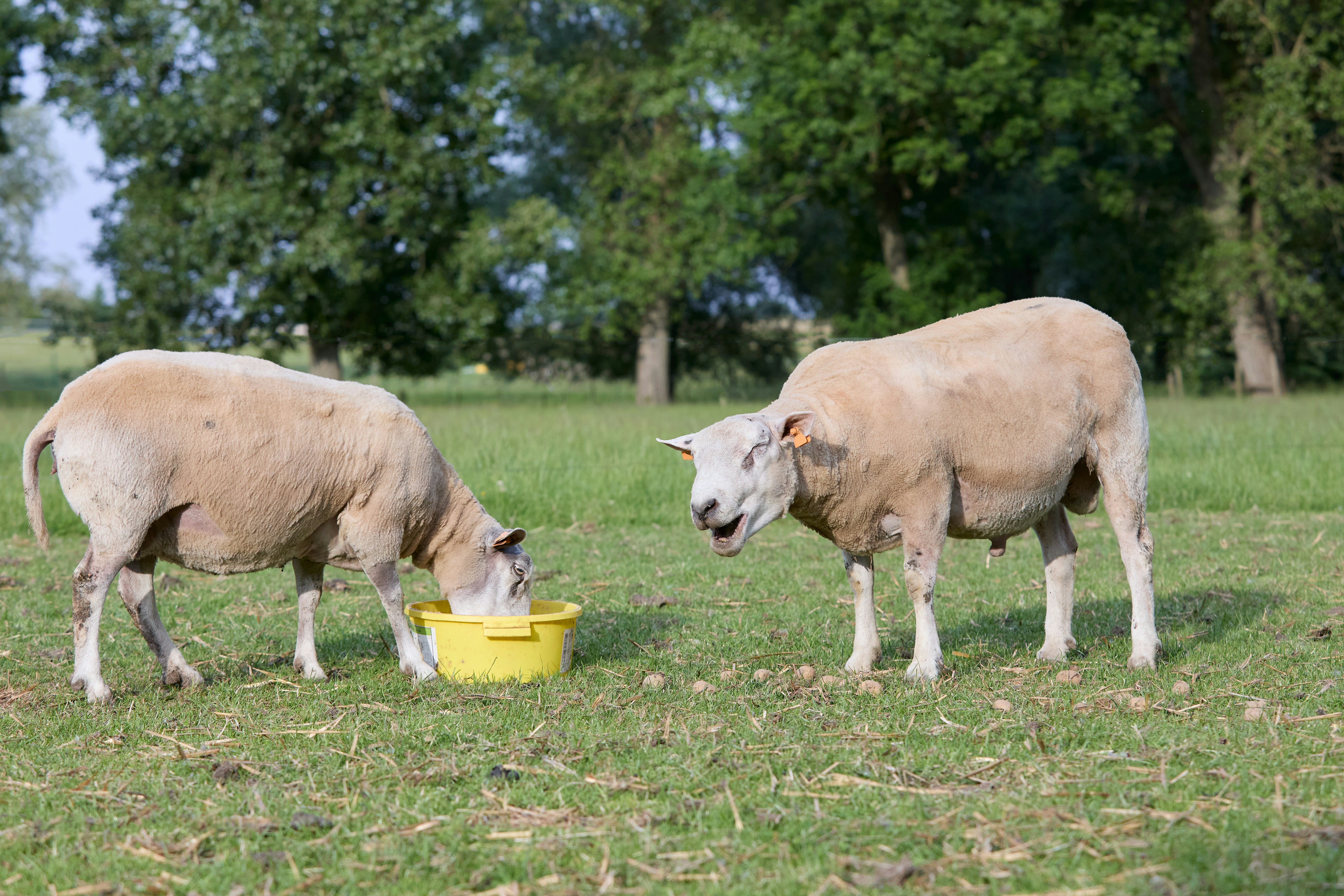 Deux moutons buvant dans un seau jaune.