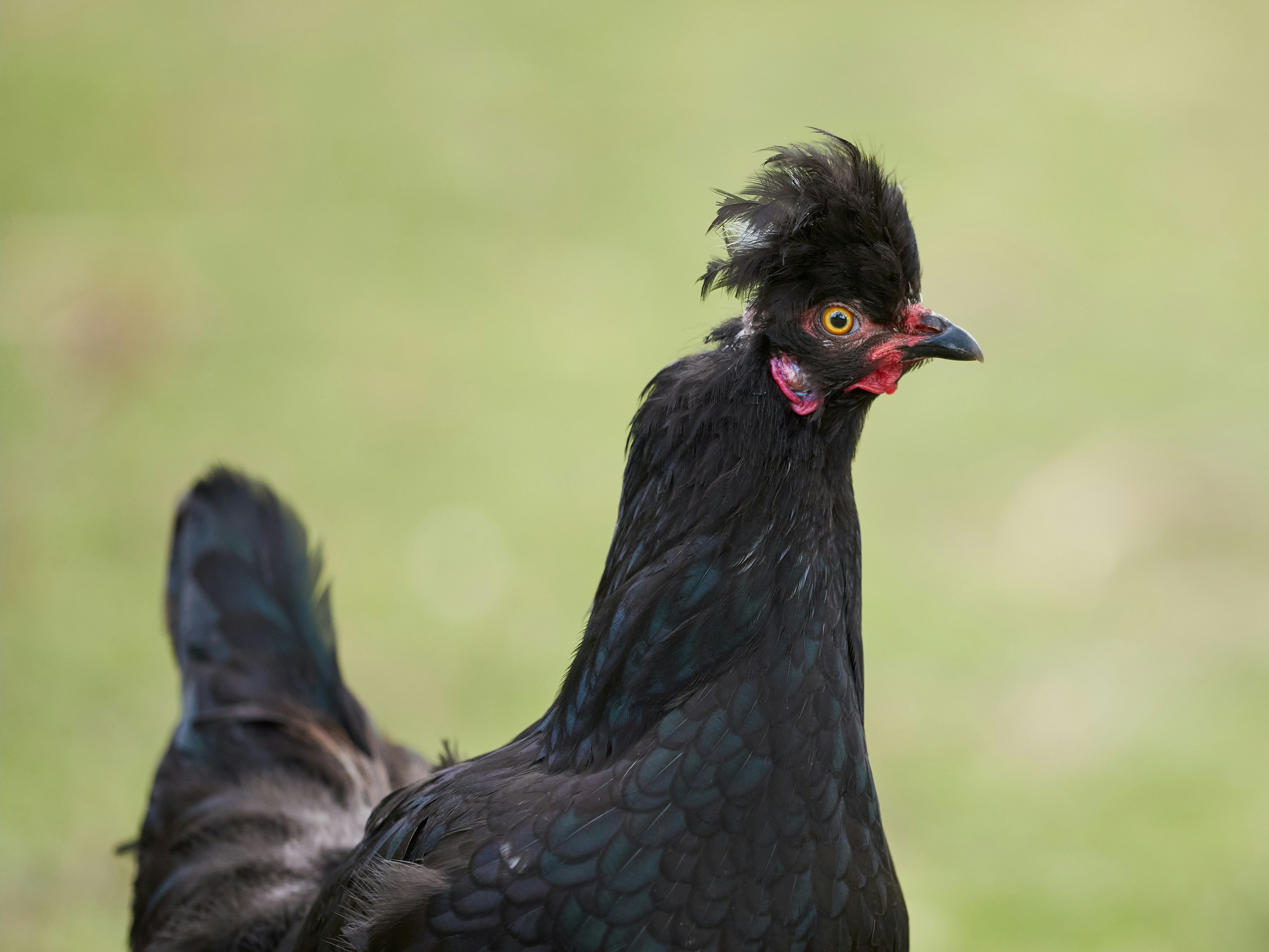 Un poulet noir à la crête duveteuse
