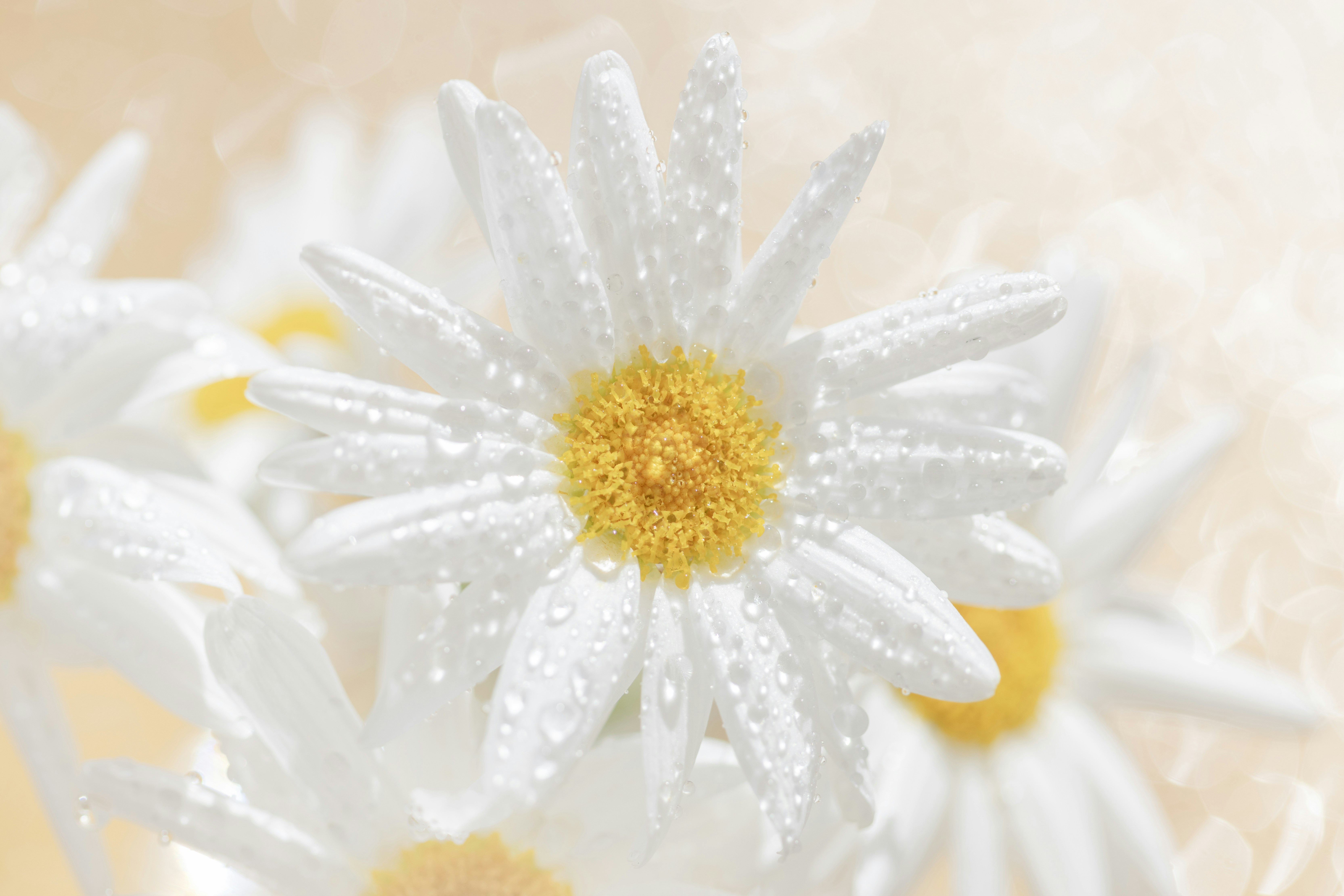 Close up of dewdrops on white daisies