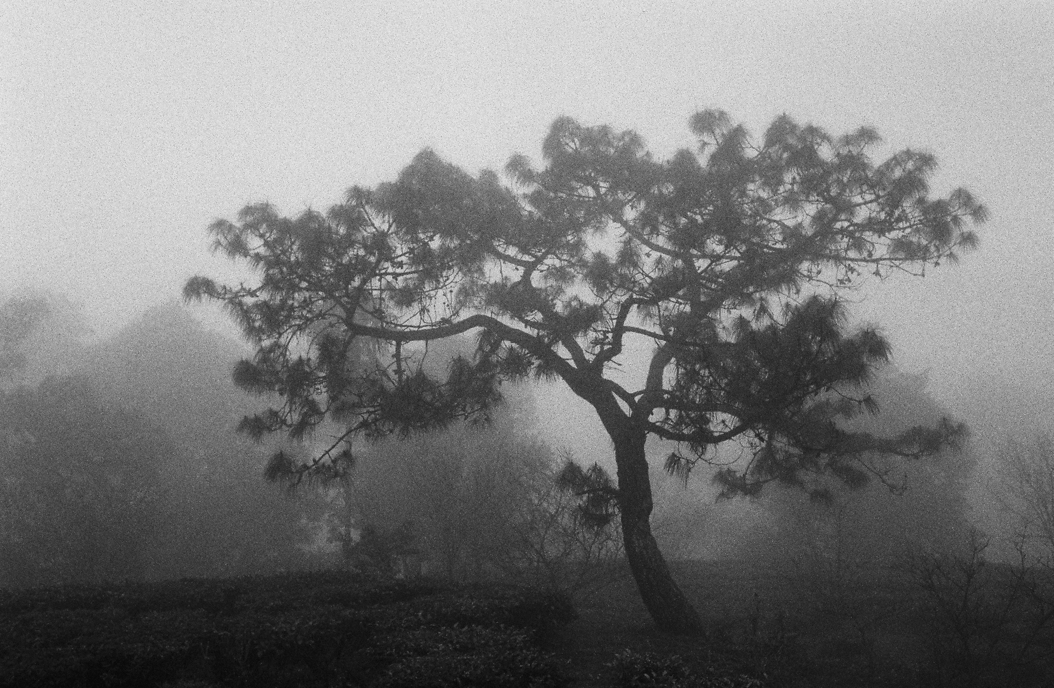 Uma árvore solitária se ergue na névoa densa.