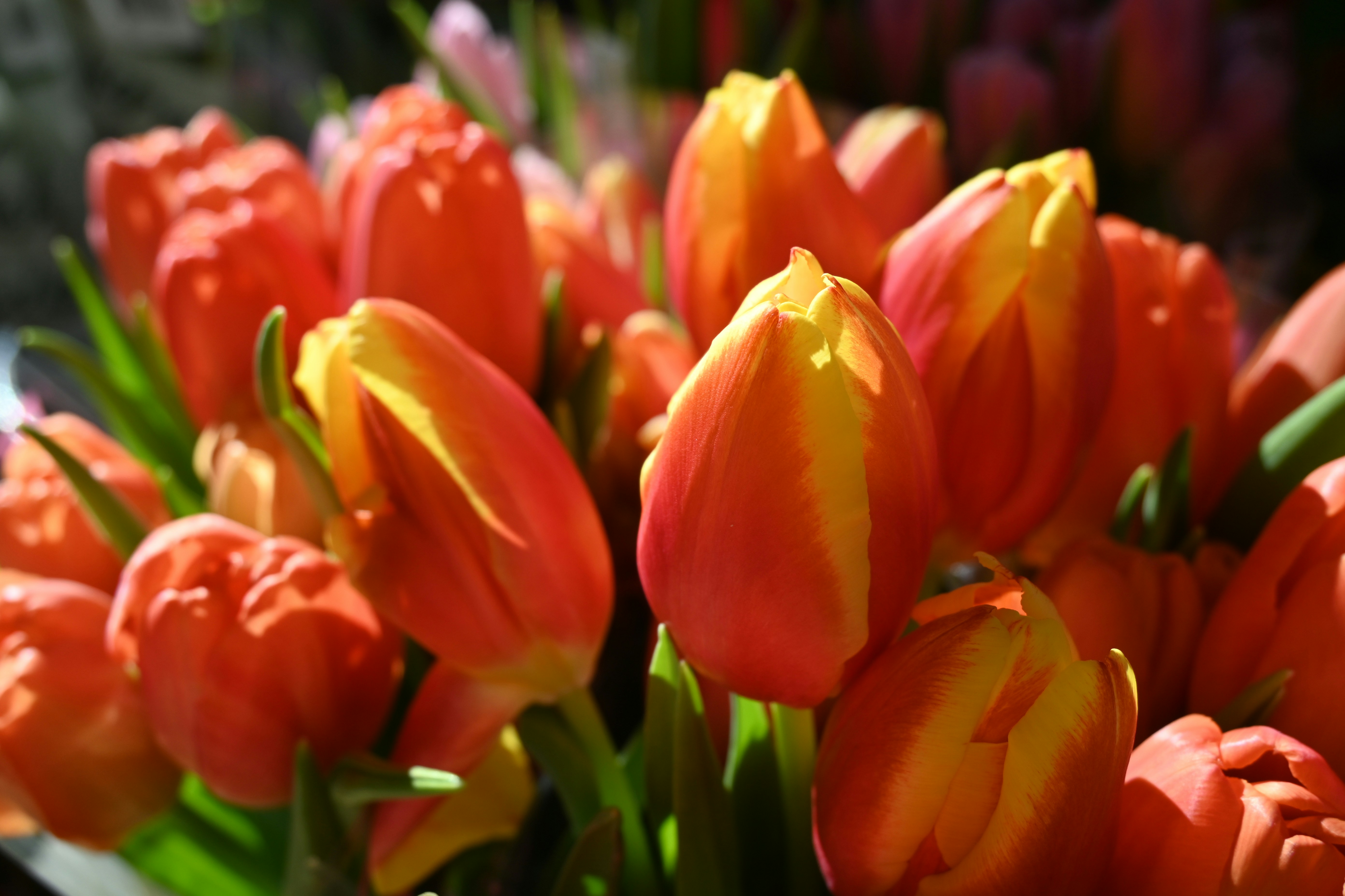 A vibrant bouquet of orange and yellow tulips.