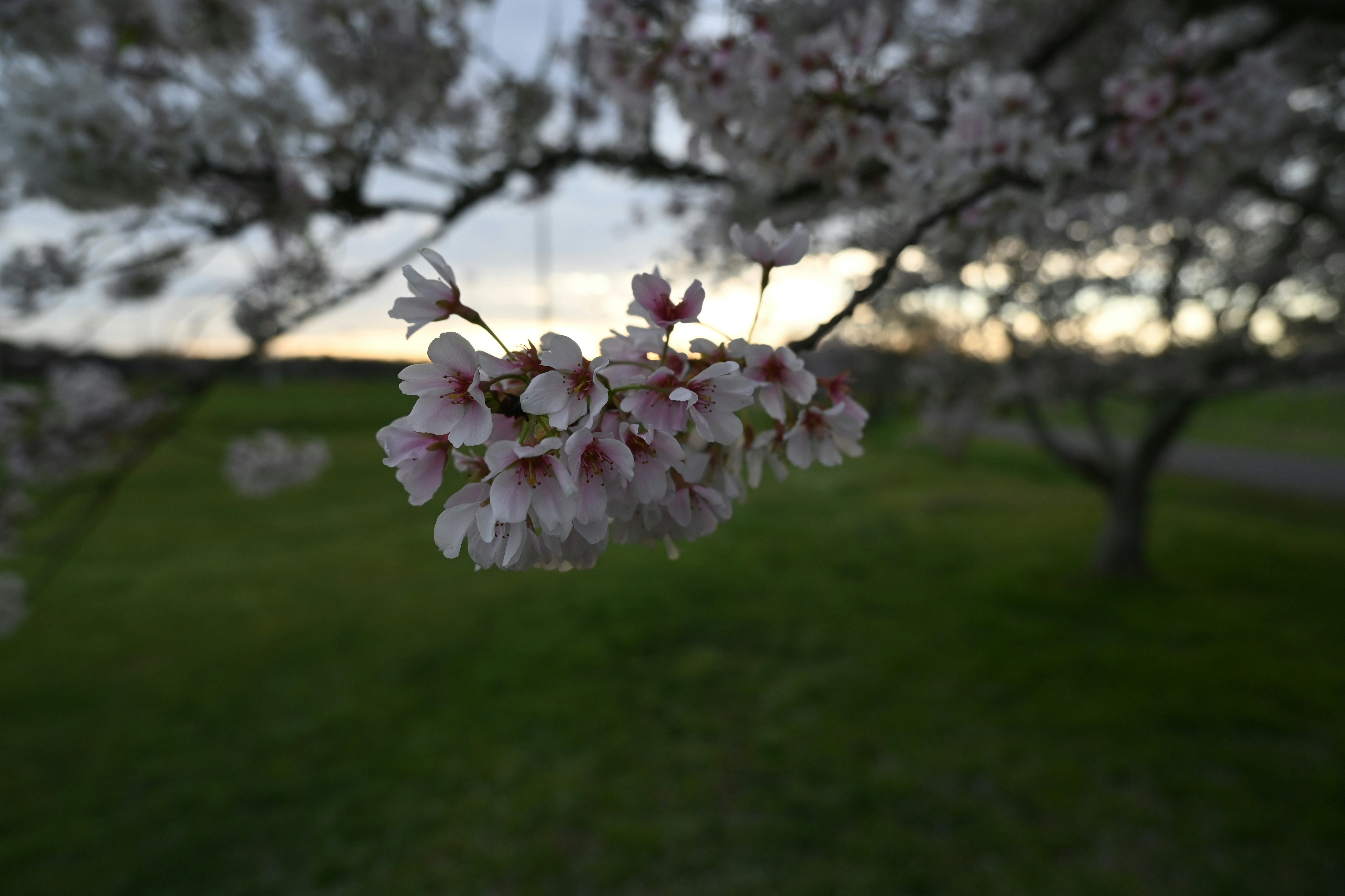 Close-up of cherry blossoms on a branch