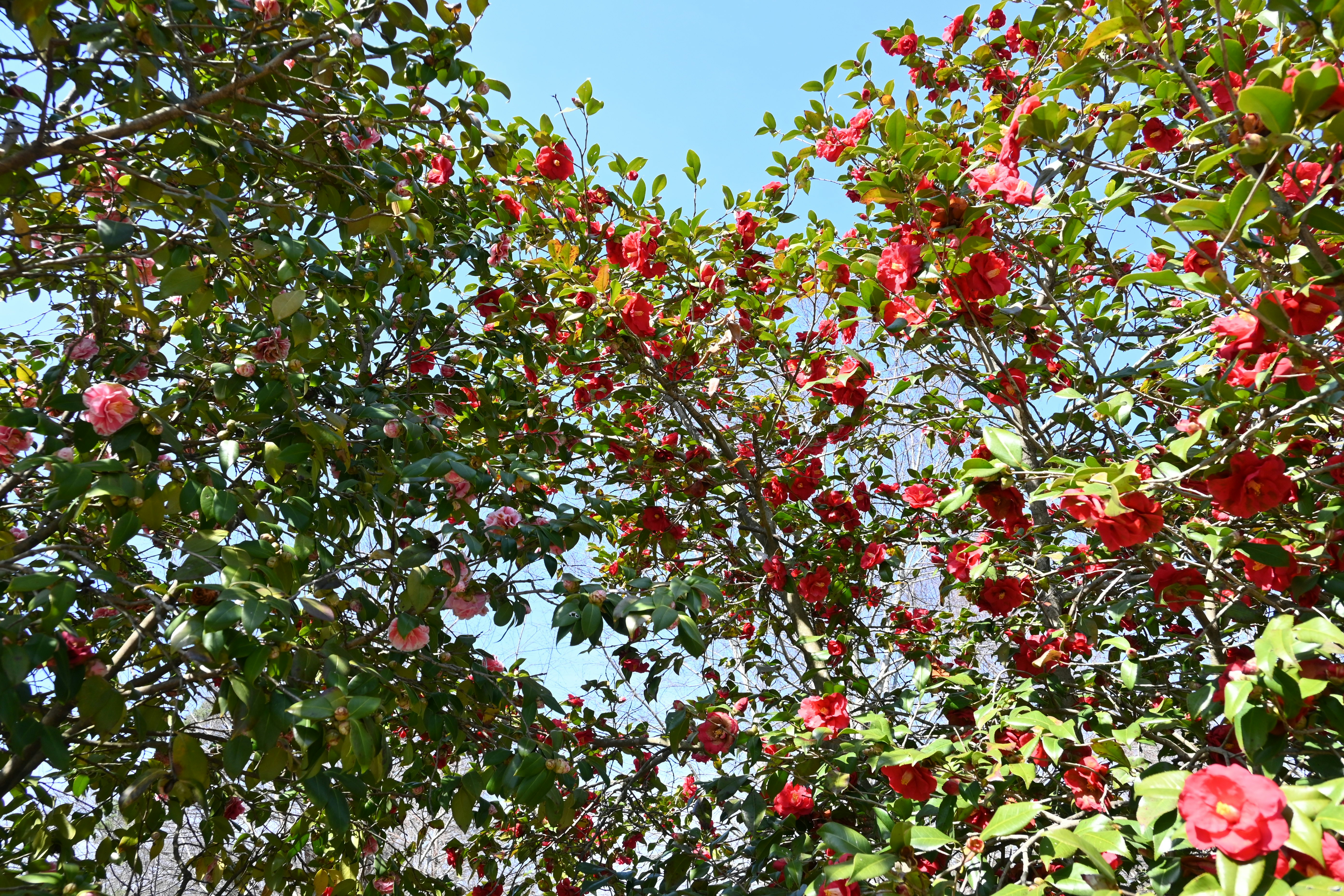 A tree with many red and pink camellia blossoms.