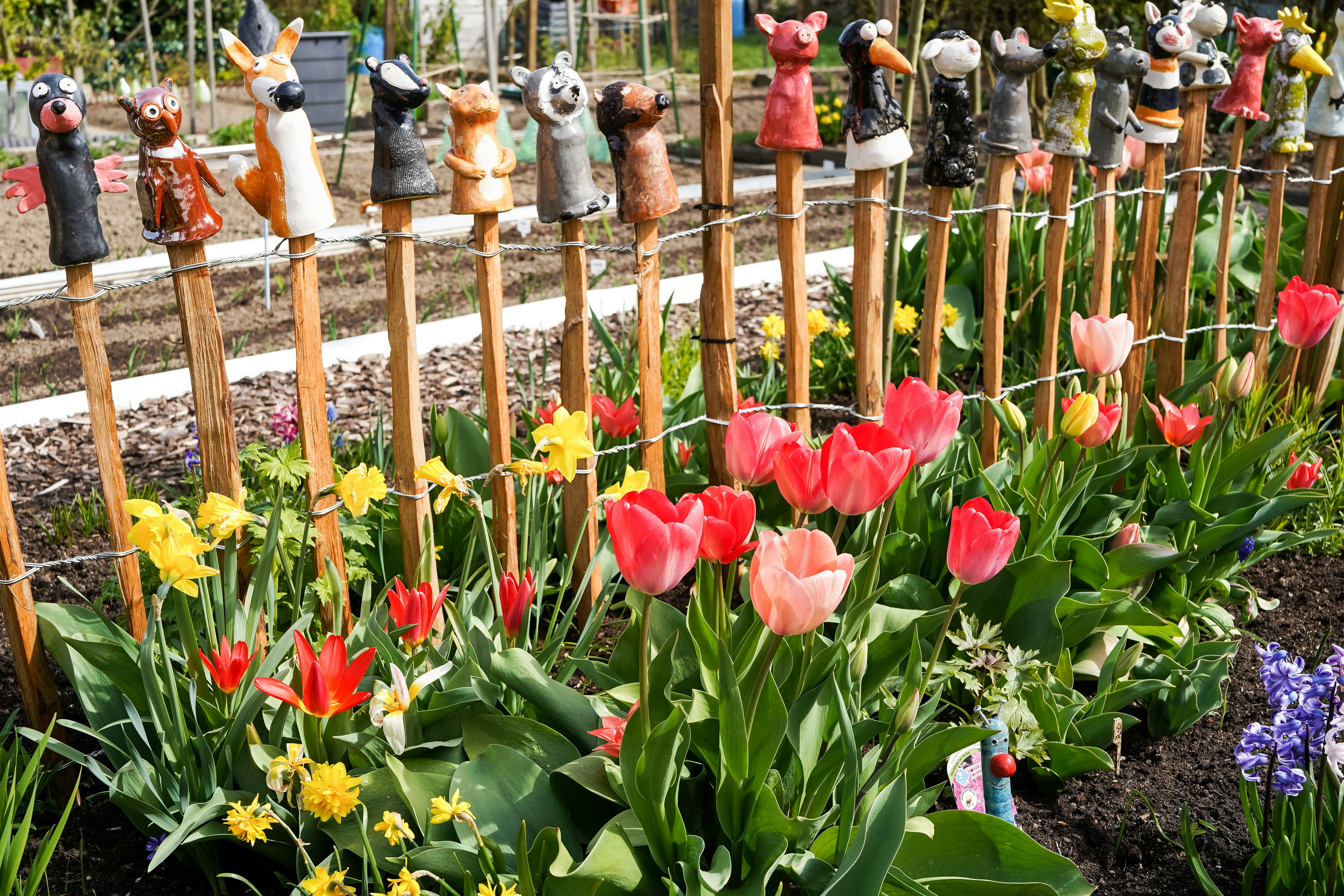 Bunte Tulpen und Narzissen blühen entlang eines Gartenzauns.