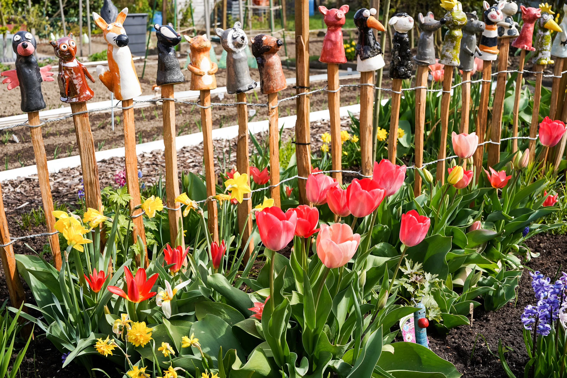Colorful tulips and daffodils bloom along a garden fence.