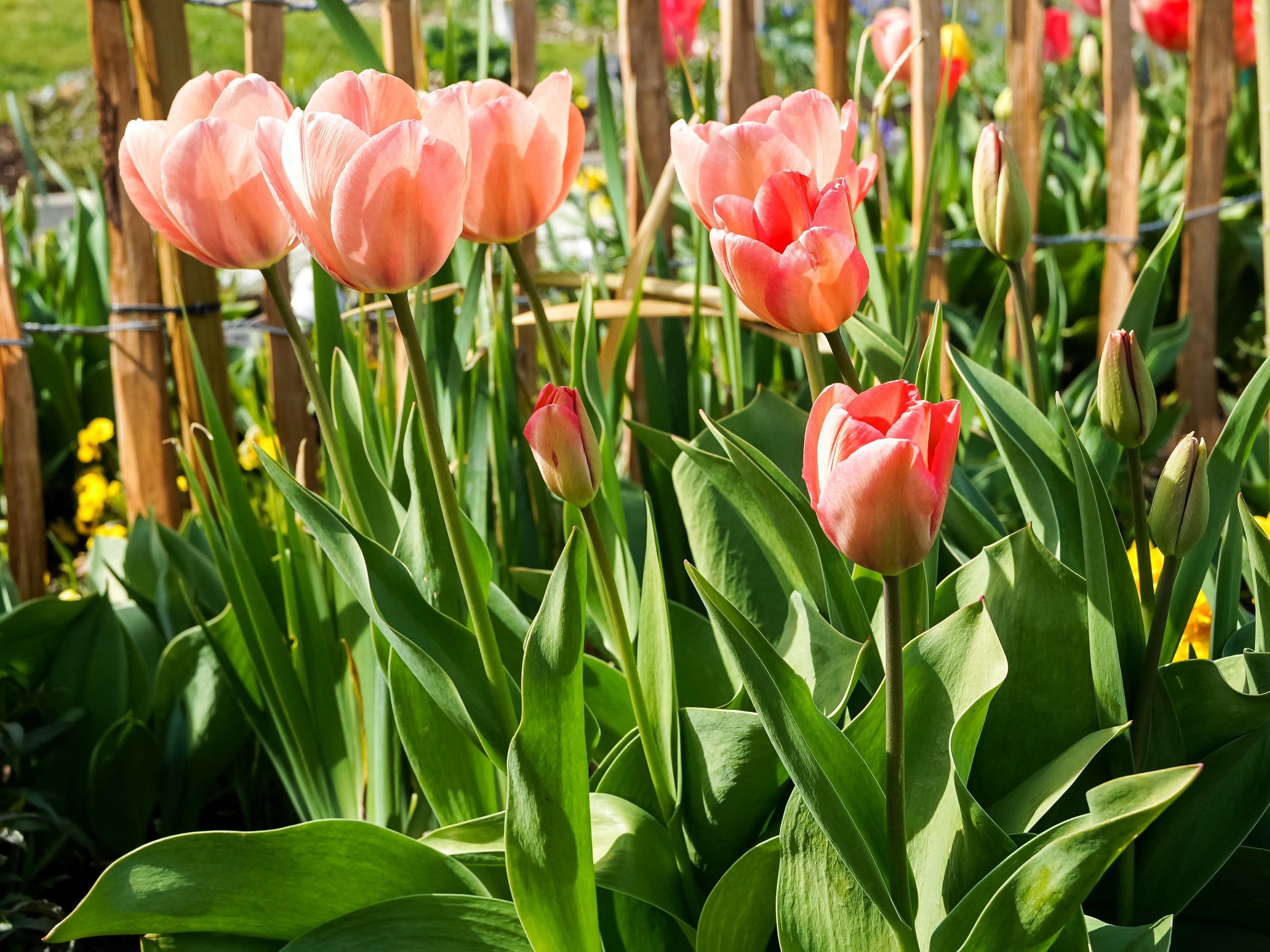Mehrere rosa Tulpen blühen in einem Garten.