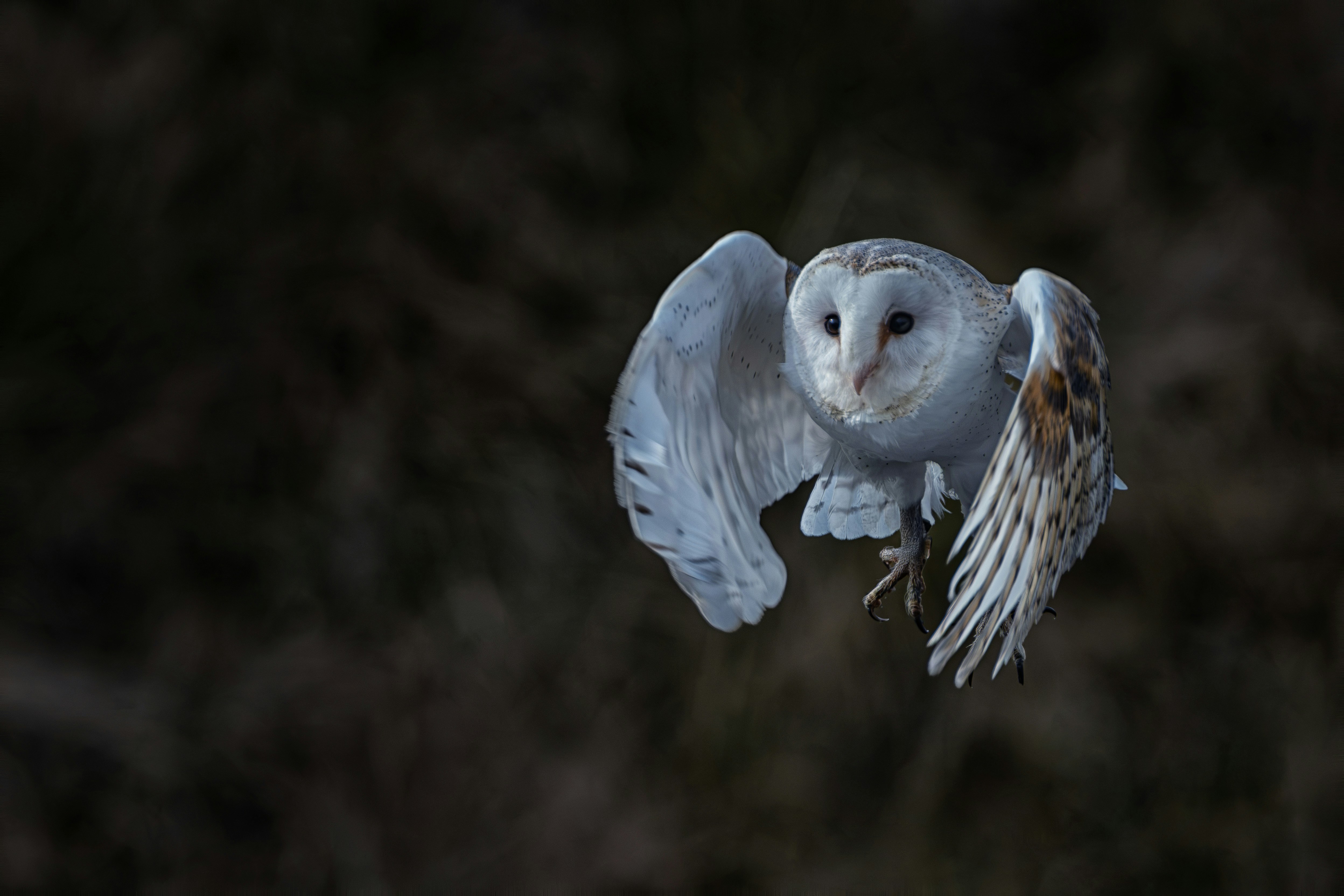 A barn owl with wings spread flies forward.