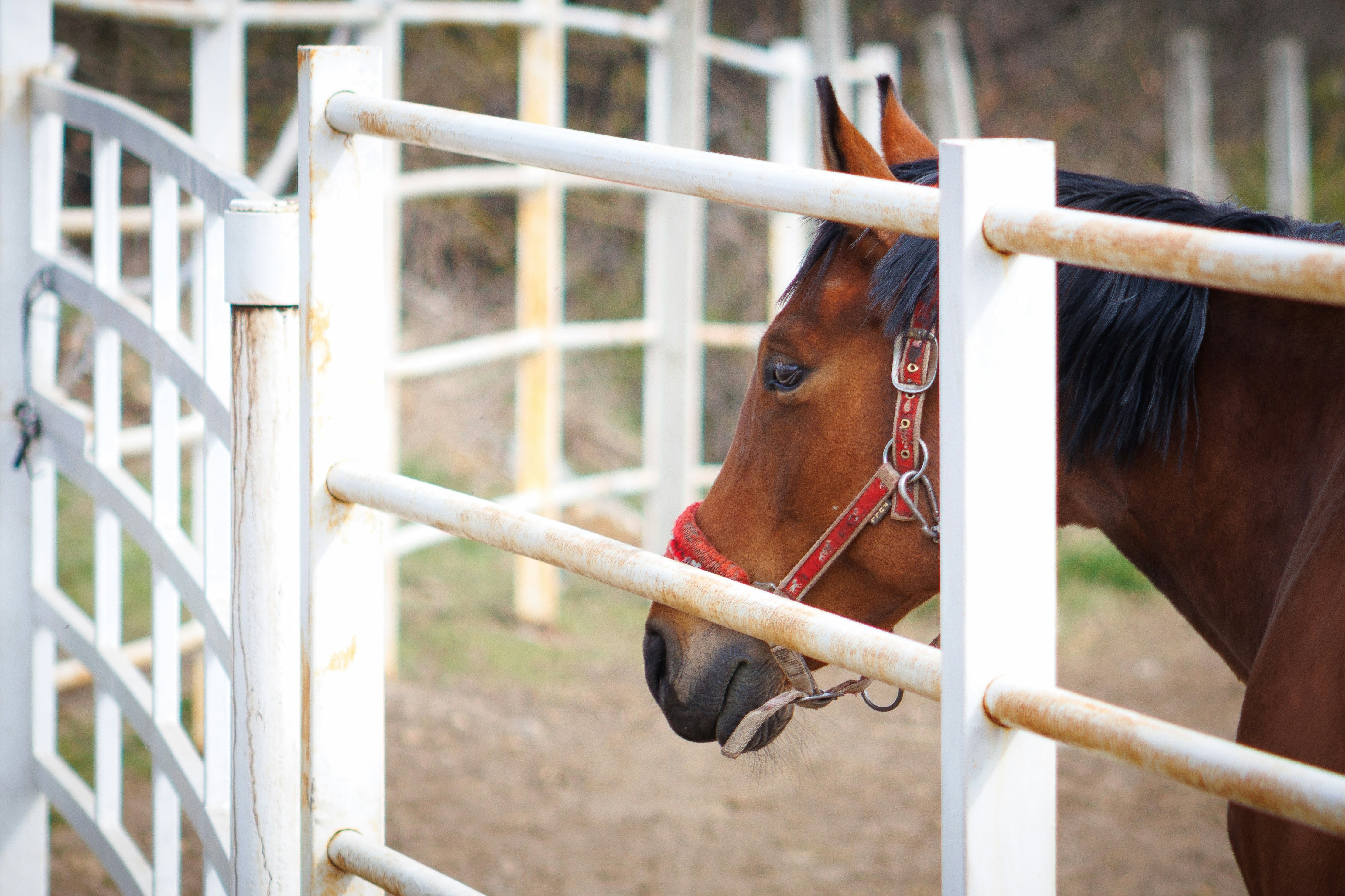 Trivia nights in Jaworzno, Poland