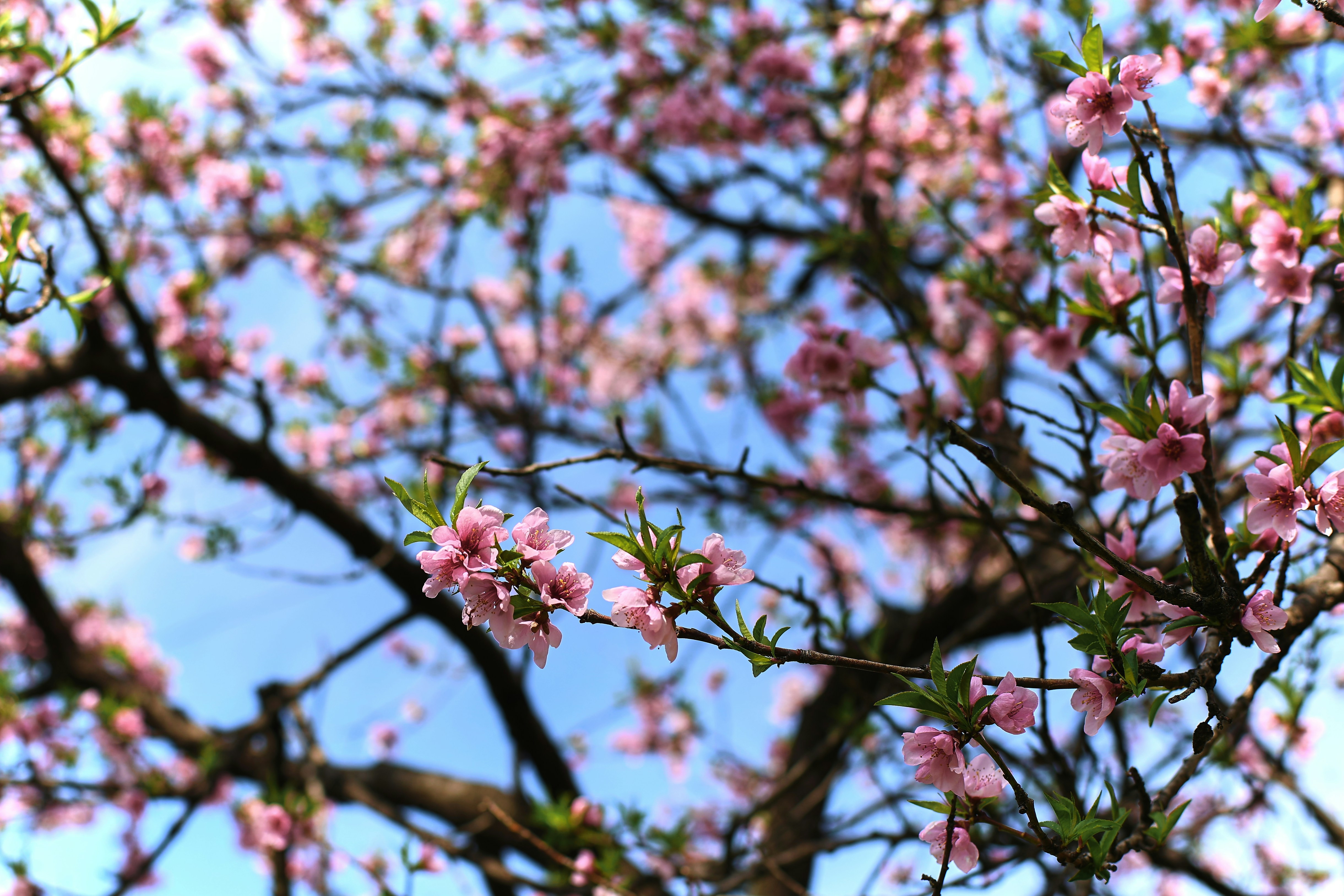 Pink blossoms on a tree branch against blue sky.