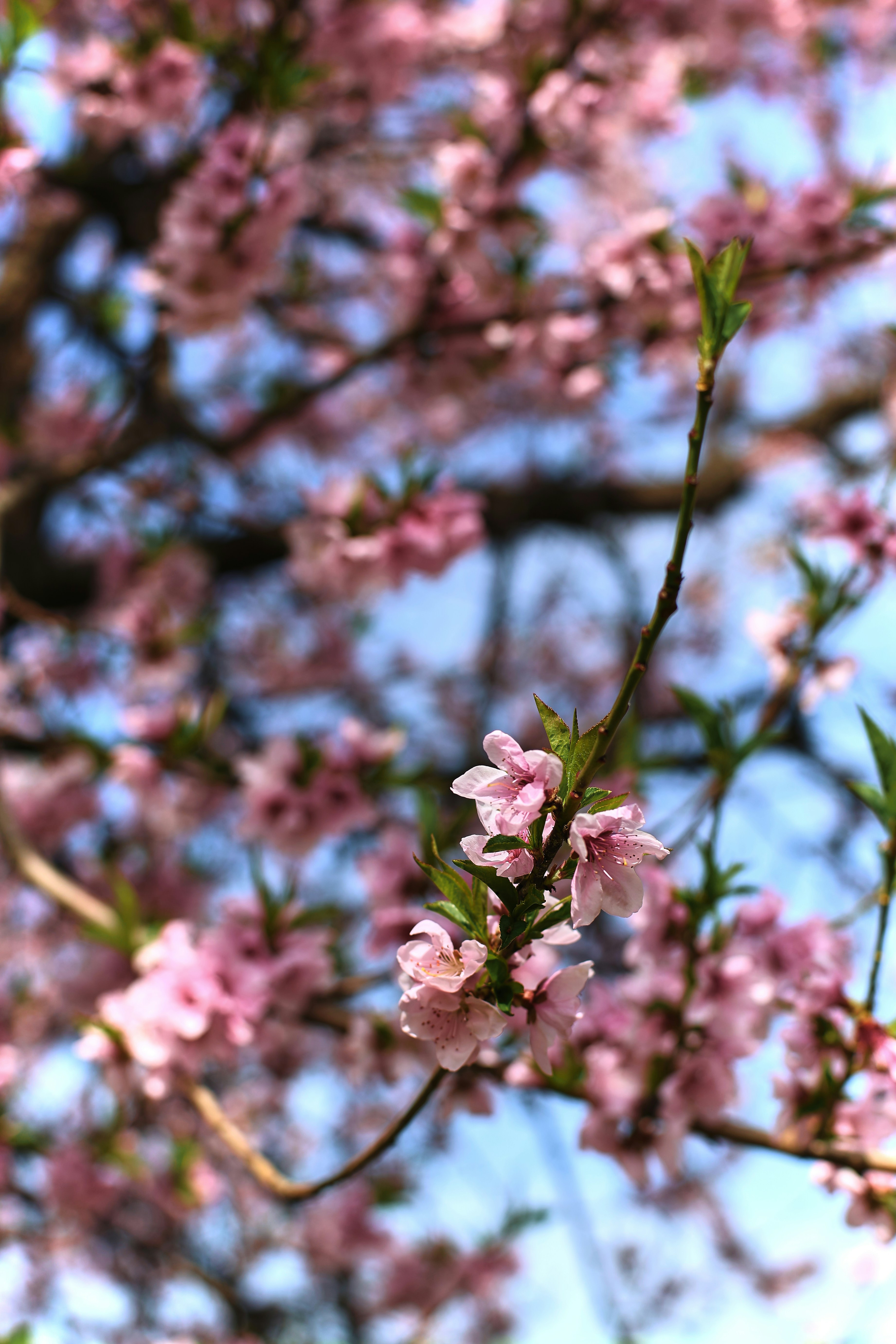 Delicate pink cherry blossoms against a clear blue sky.
