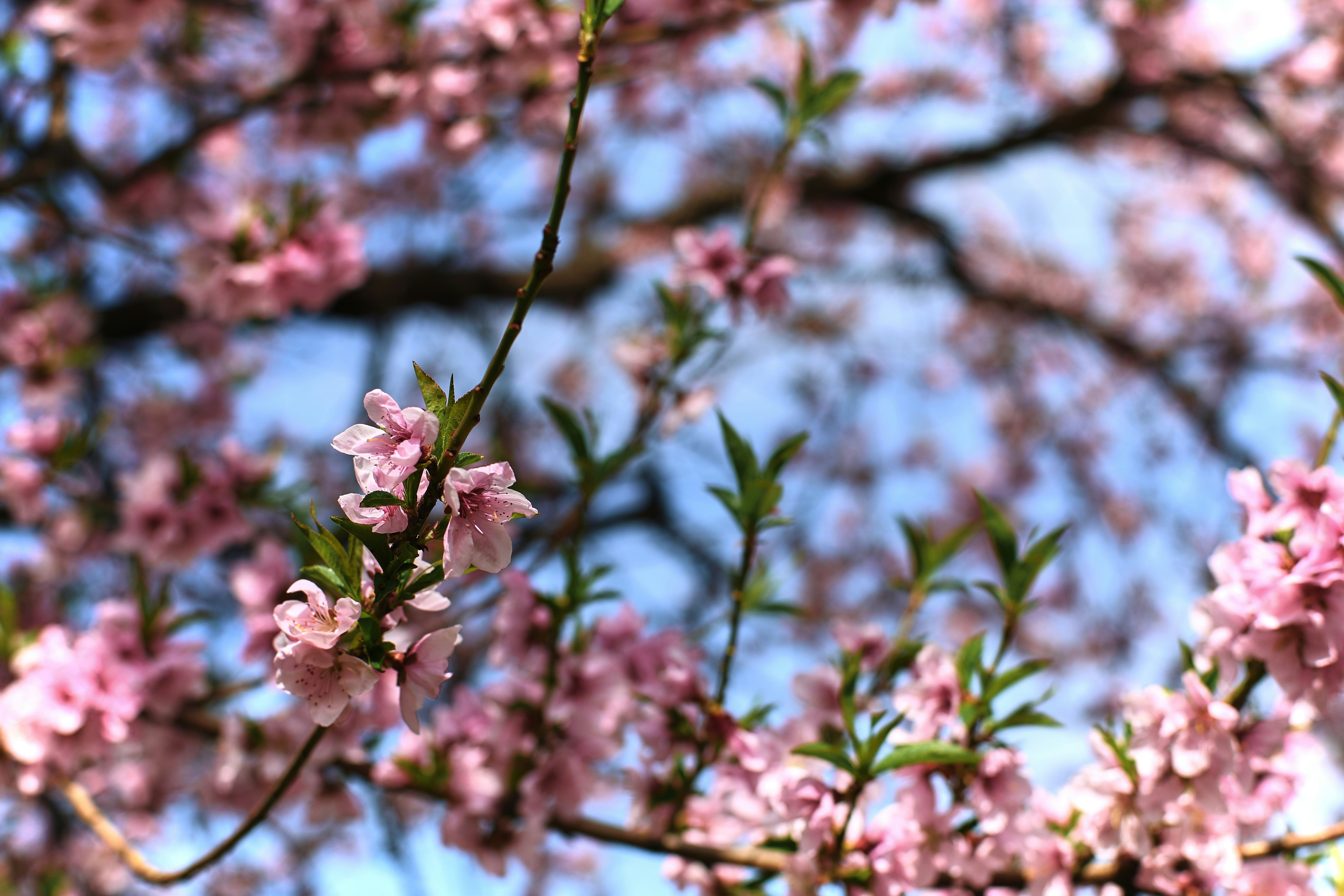 Delicate pink blossoms on tree branches against blue sky