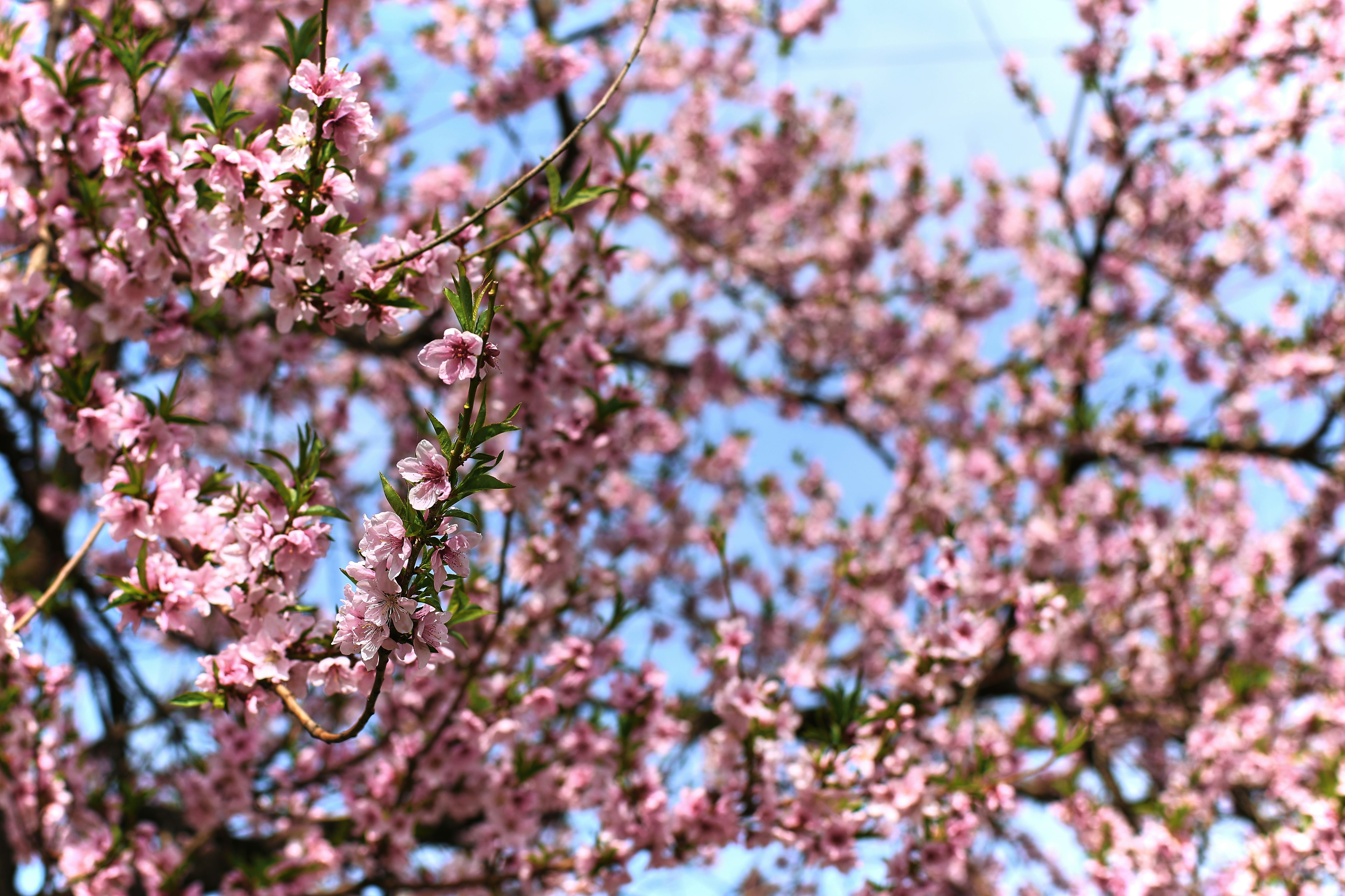 Pink blossoms on a tree against a blue sky