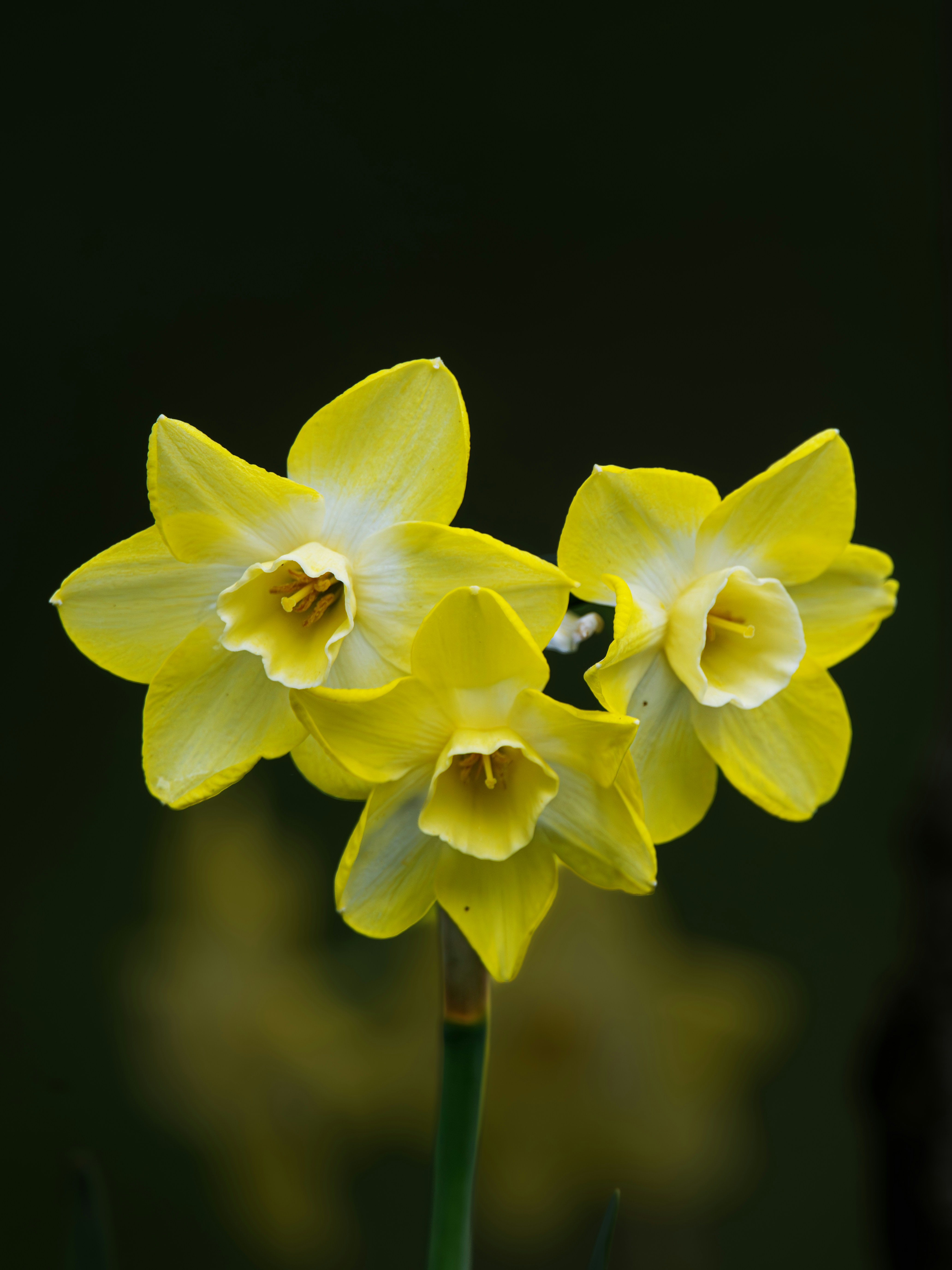 Drei gelbe Narzissen blühen vor dunklem Hintergrund