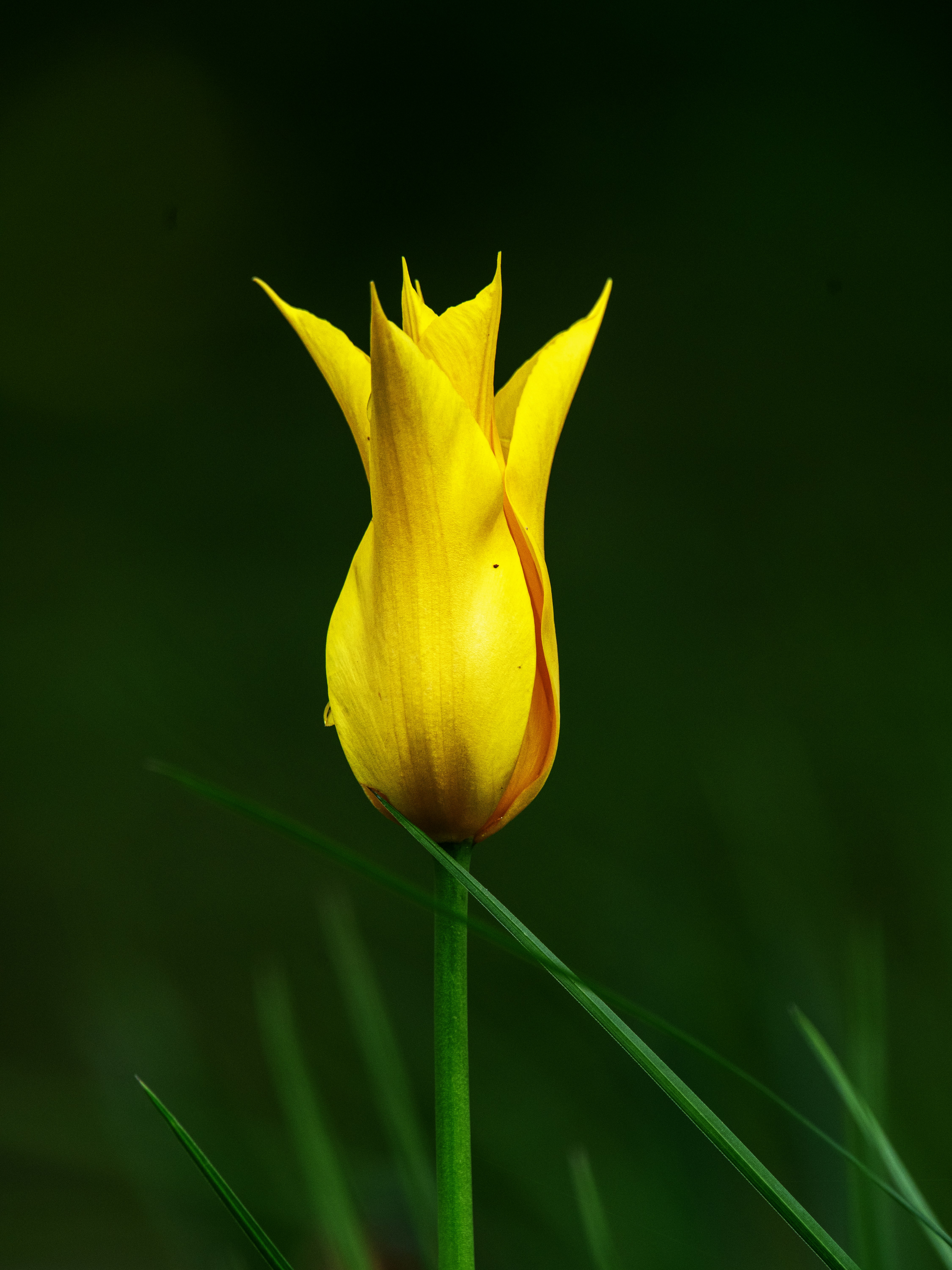 Eine einzelne gelbe Tulpe steht vor dunklem Hintergrund hoch.