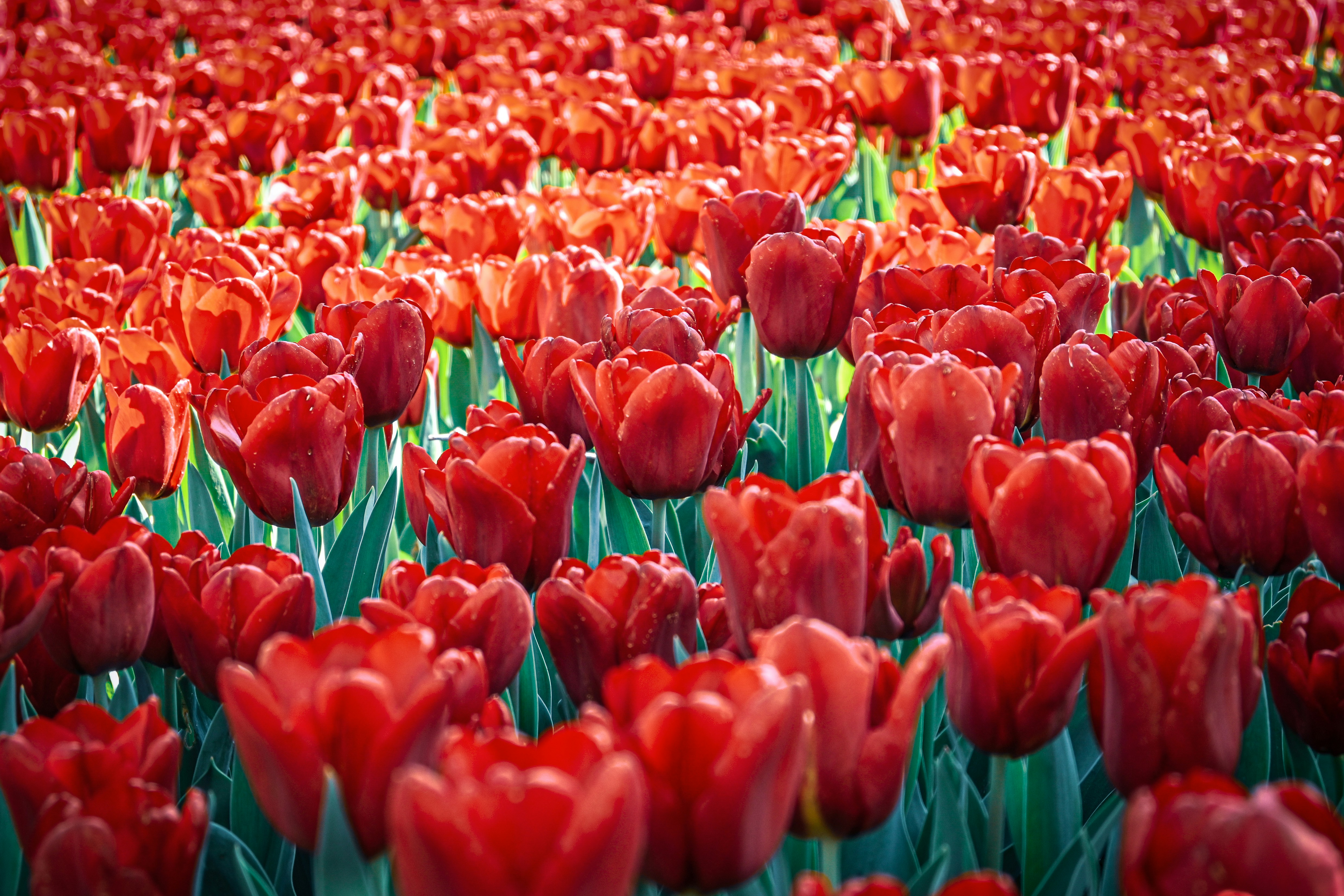 Vast field of vibrant red tulips in bloom.