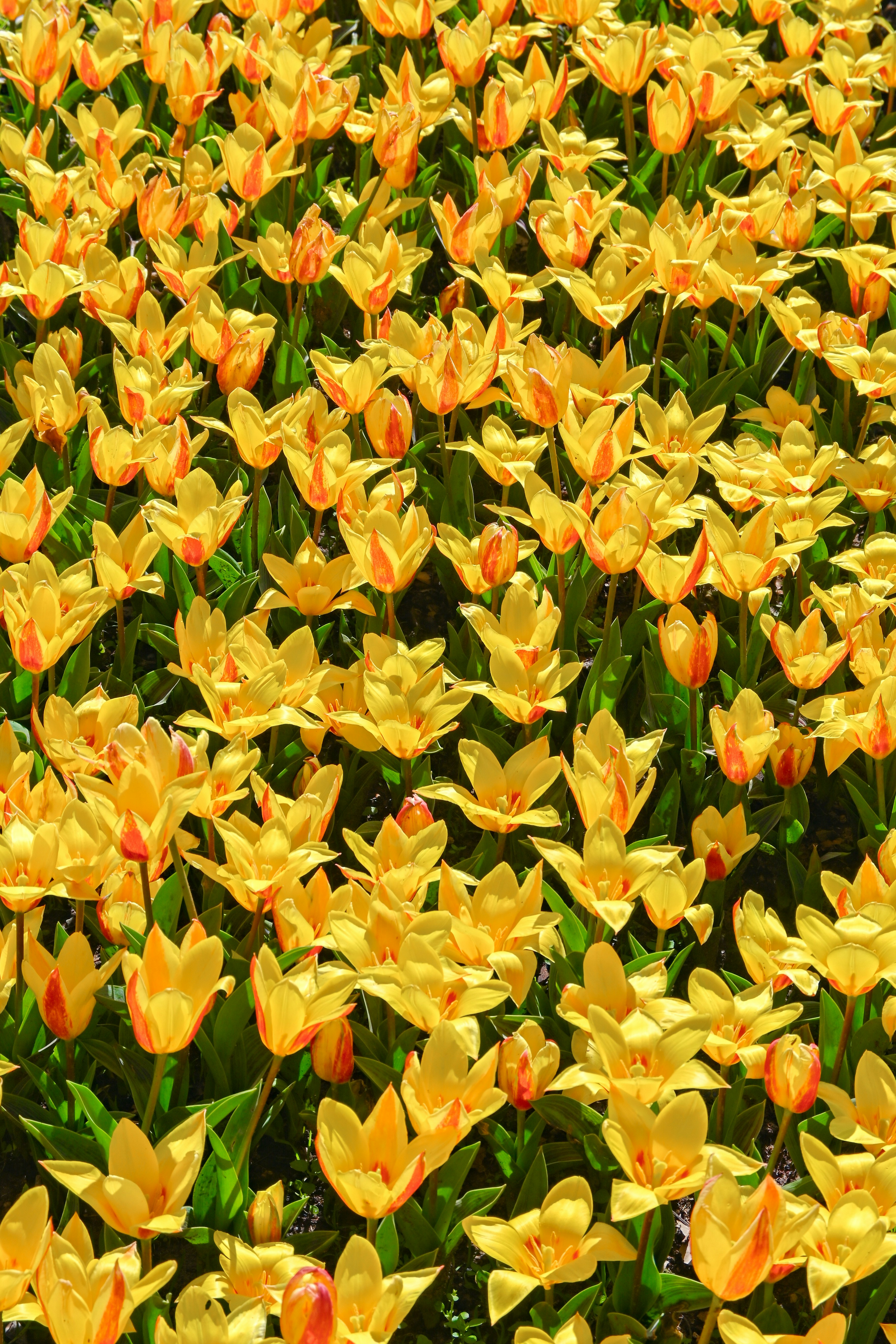 Field of bright yellow tulips in bloom. - 相关推荐